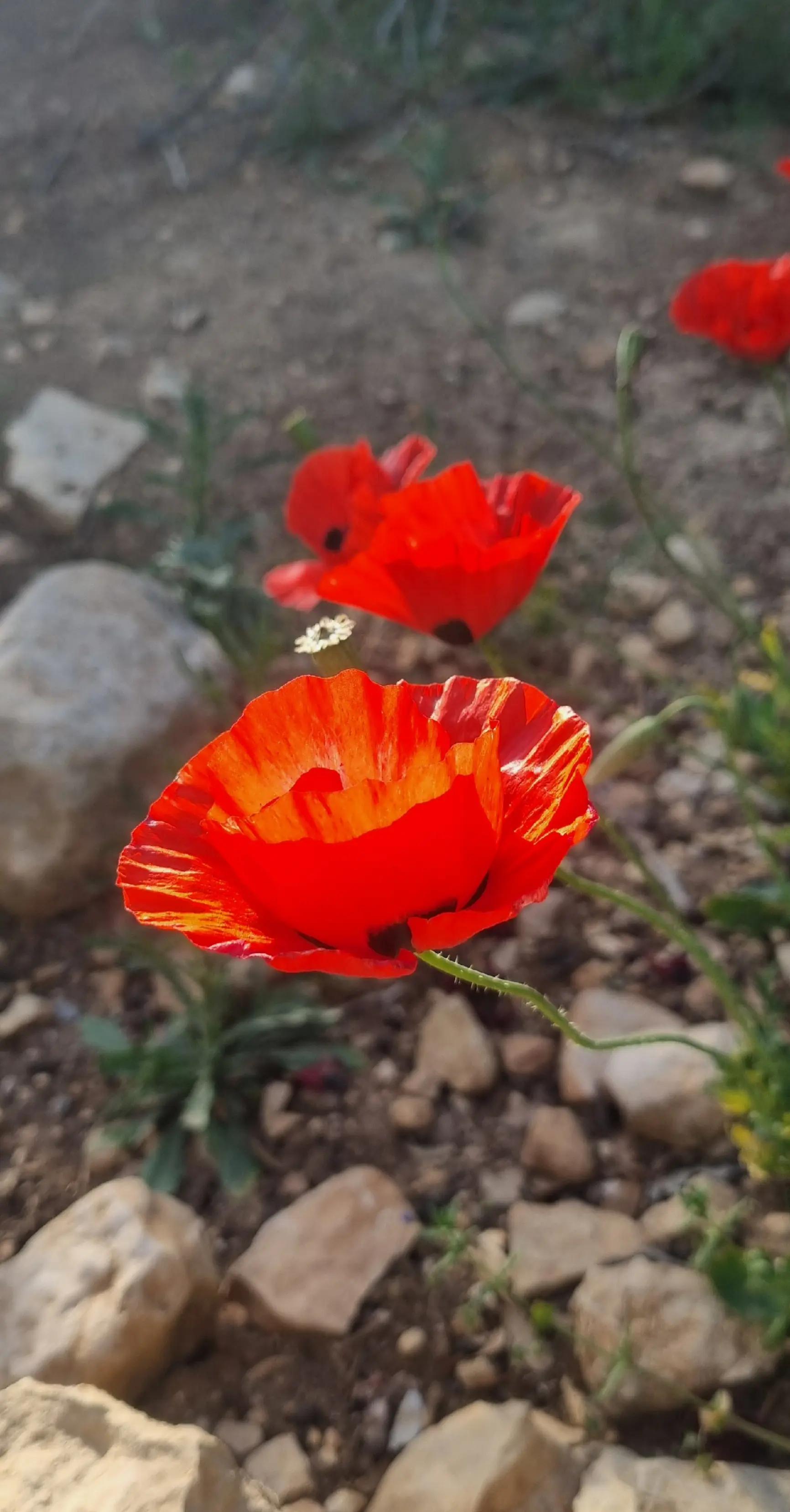 @פורטל הכרמל , emily halabi
