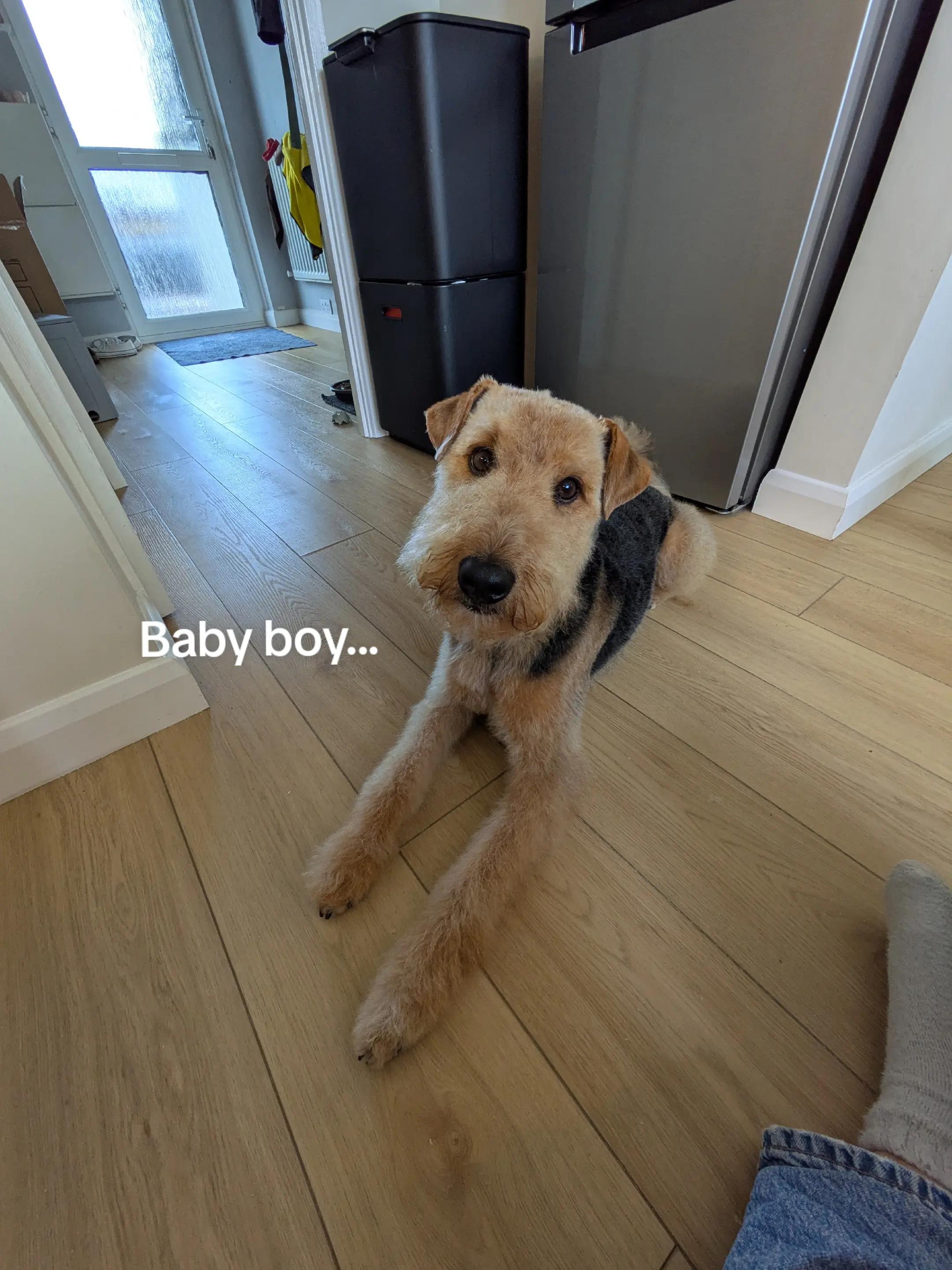 @Archie the Airedale terrier