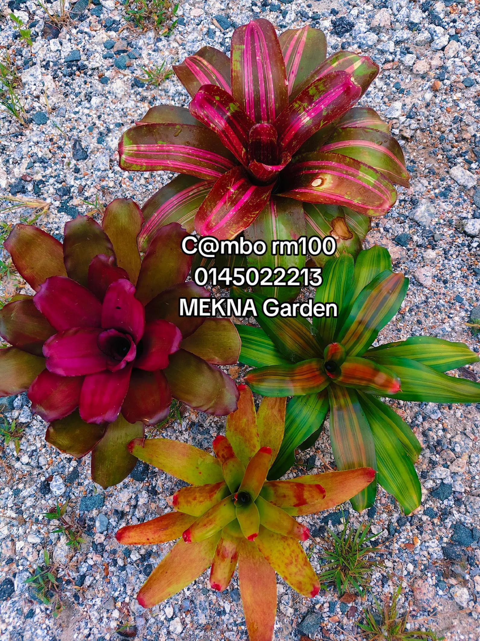 @MEKNA Garden