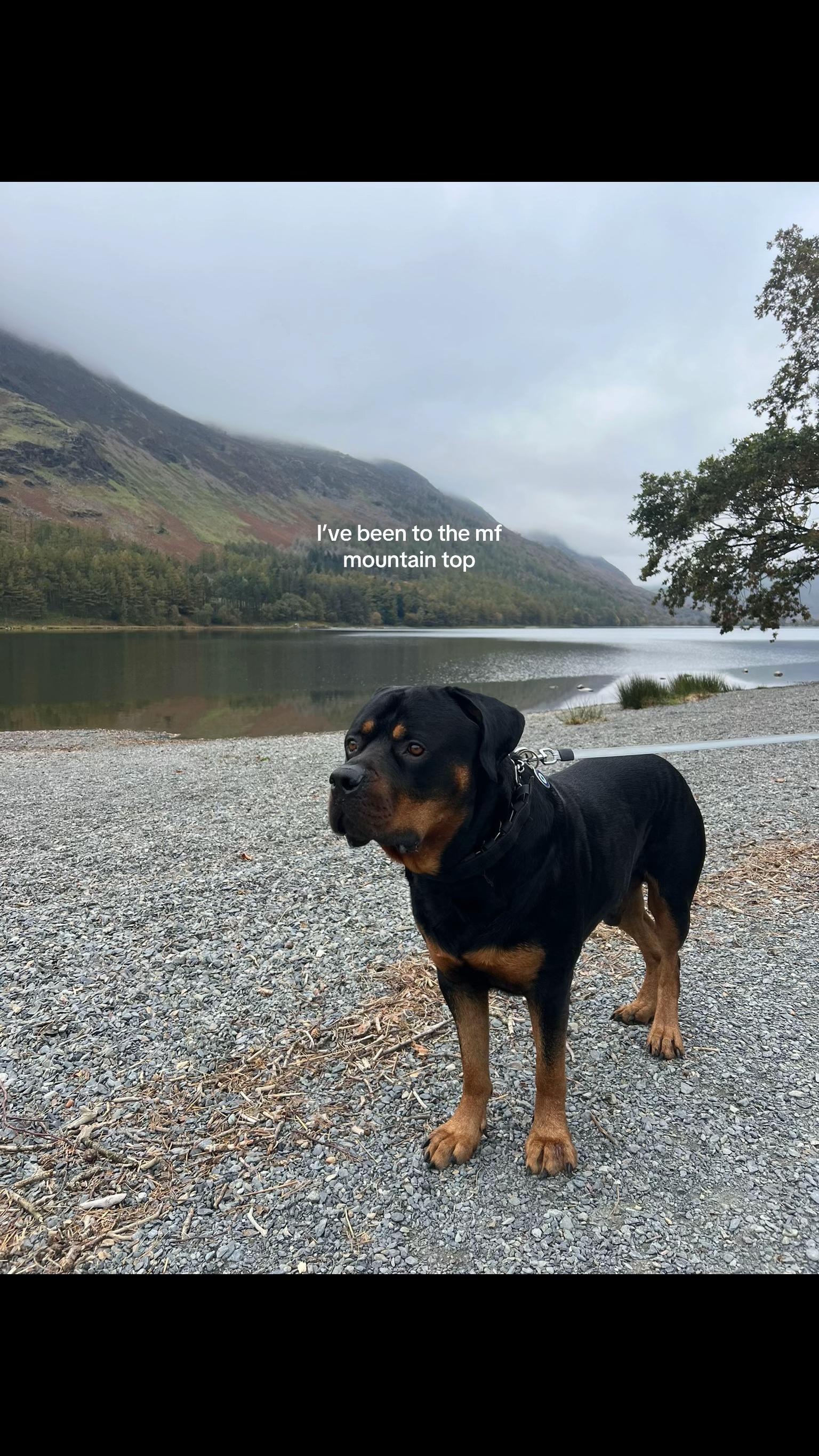 @Nyla Bo Rottweiler
