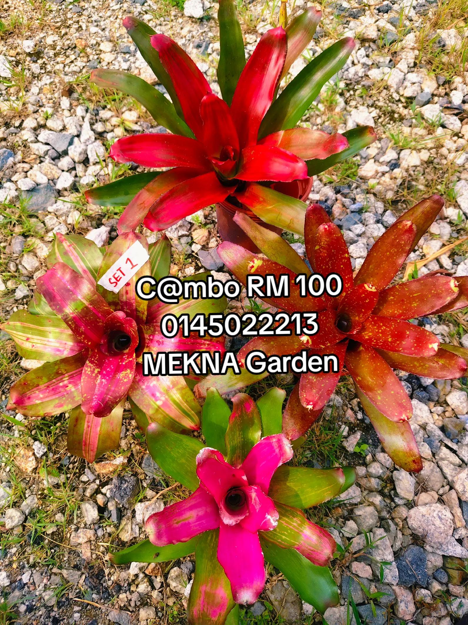@MEKNA Garden
