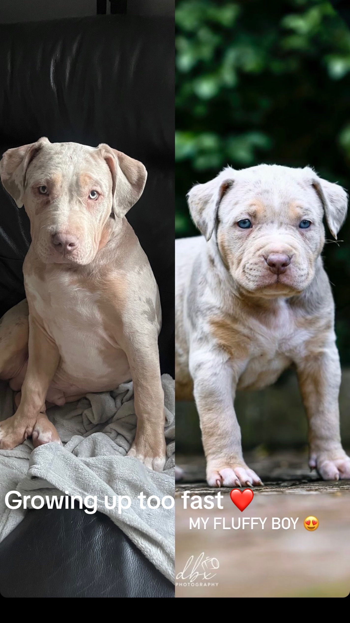 @Tribe Bully Kennels