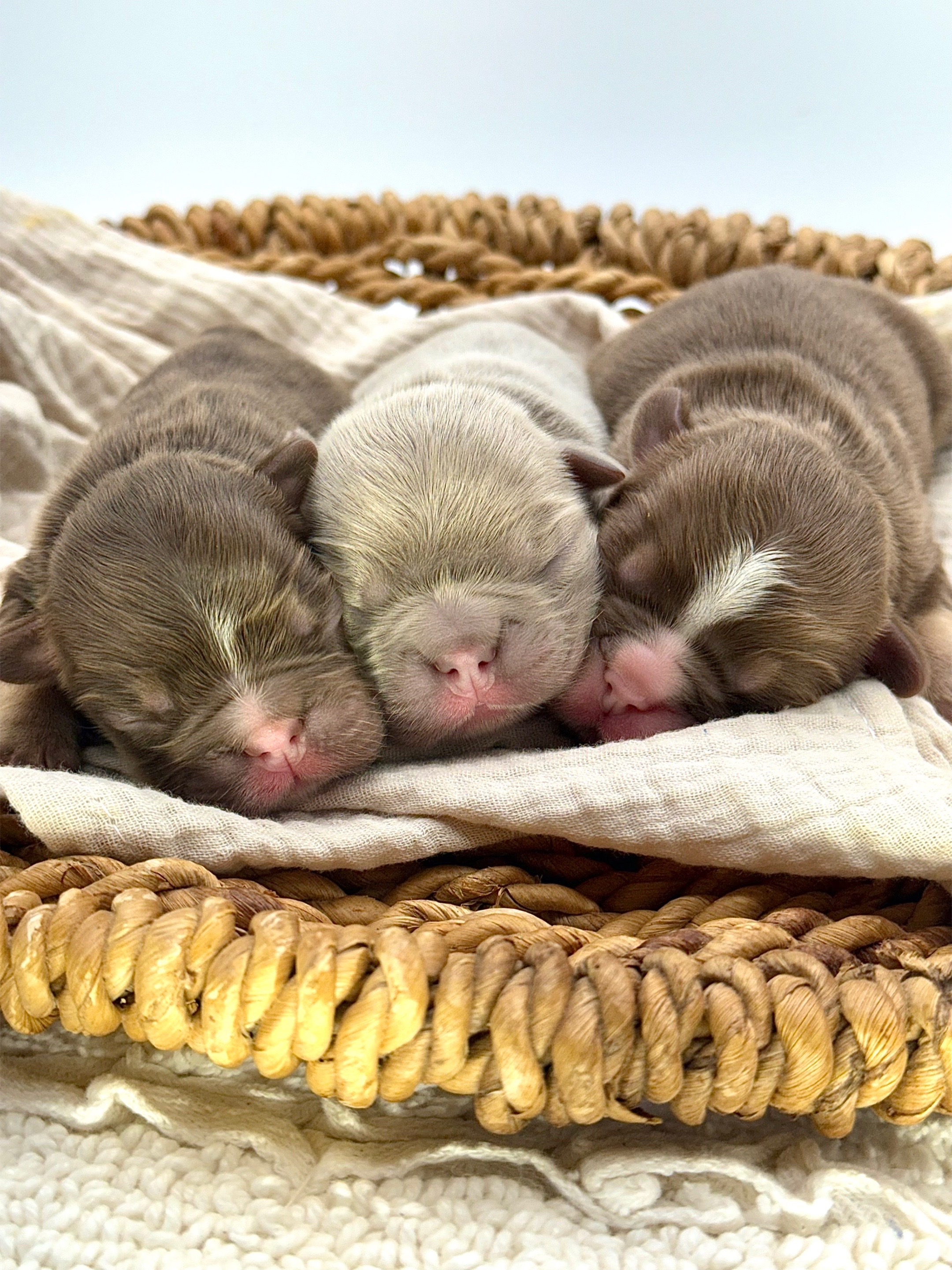 @Highfalutin Frenchies