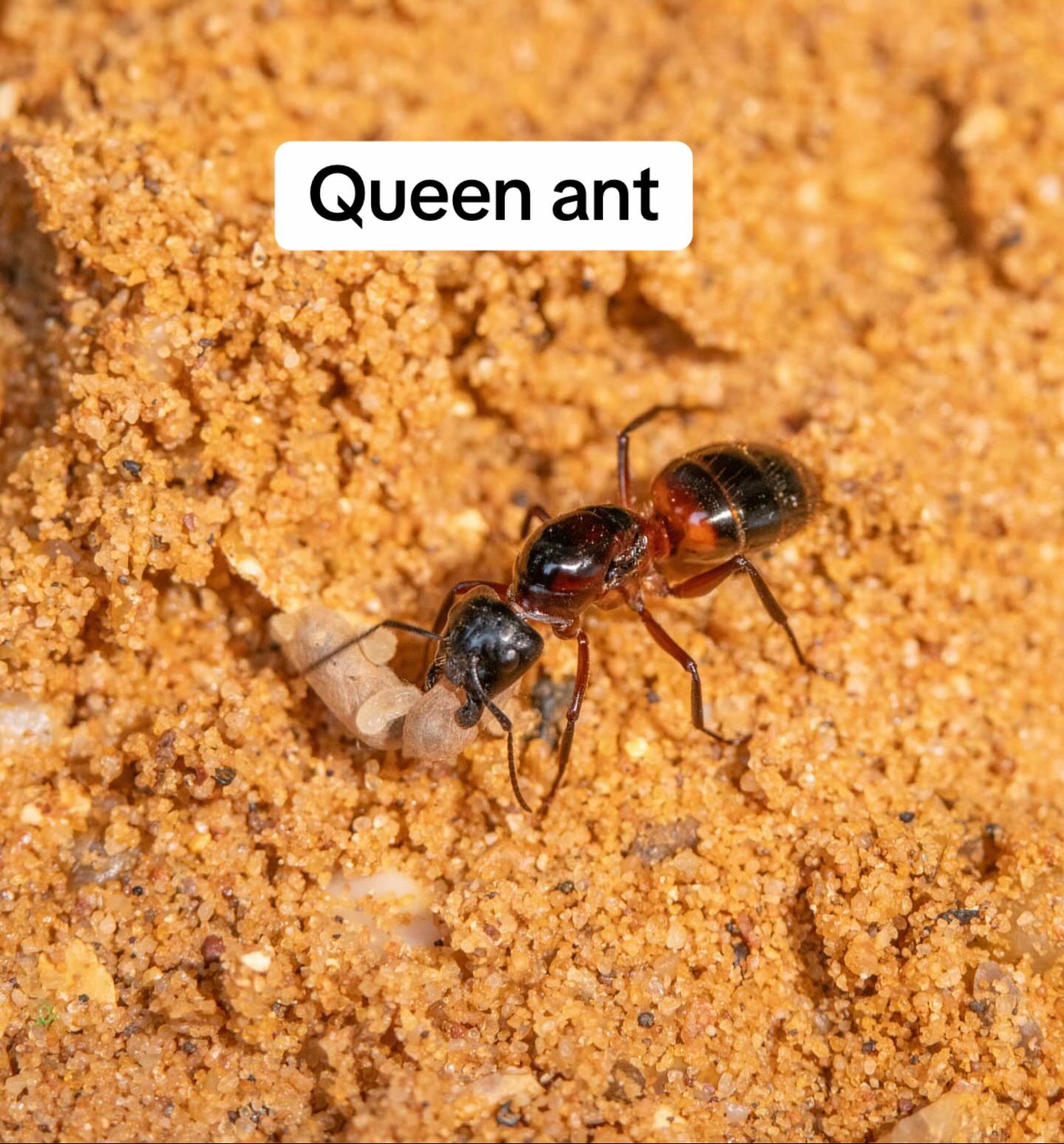 @antshq