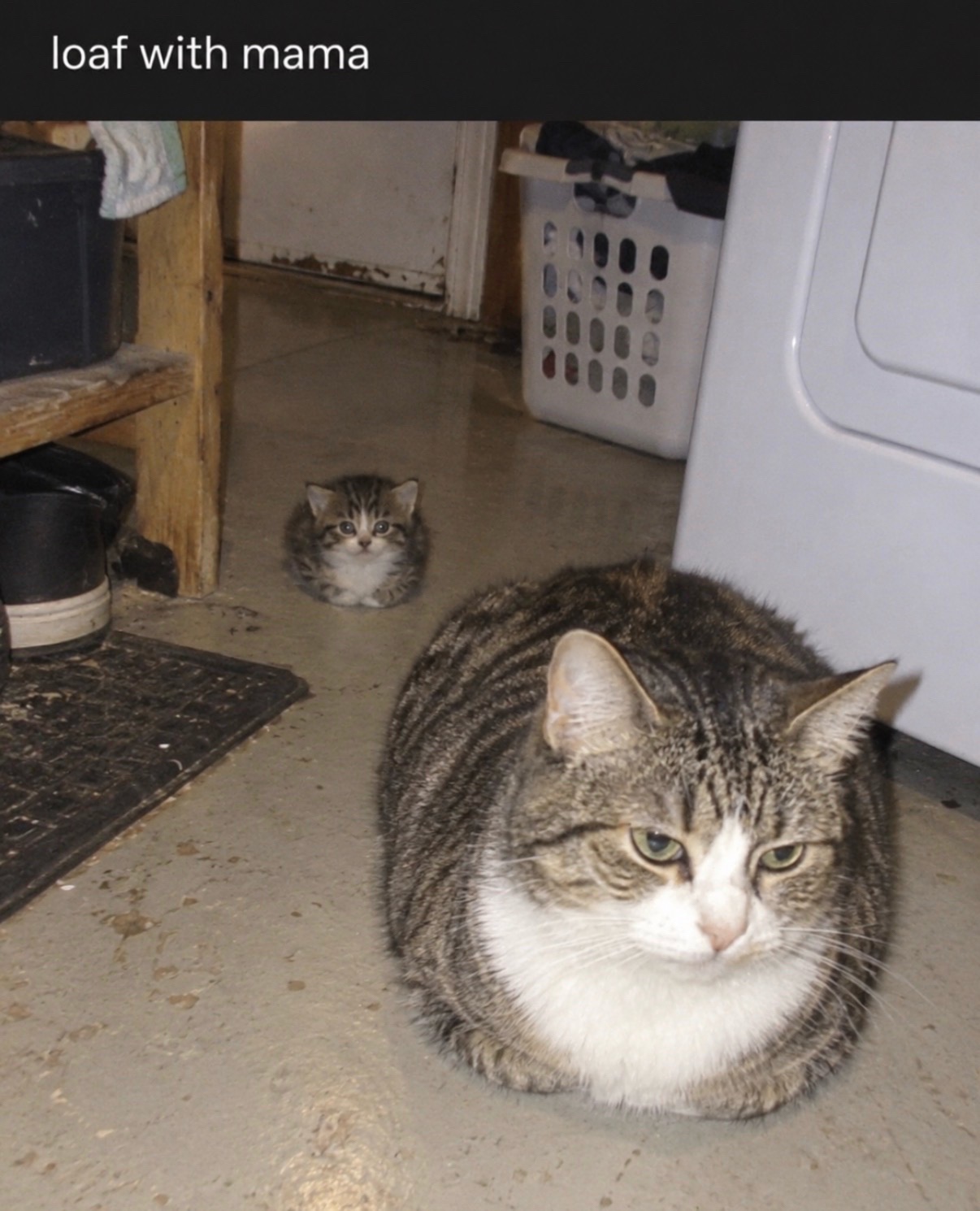 @cat memes