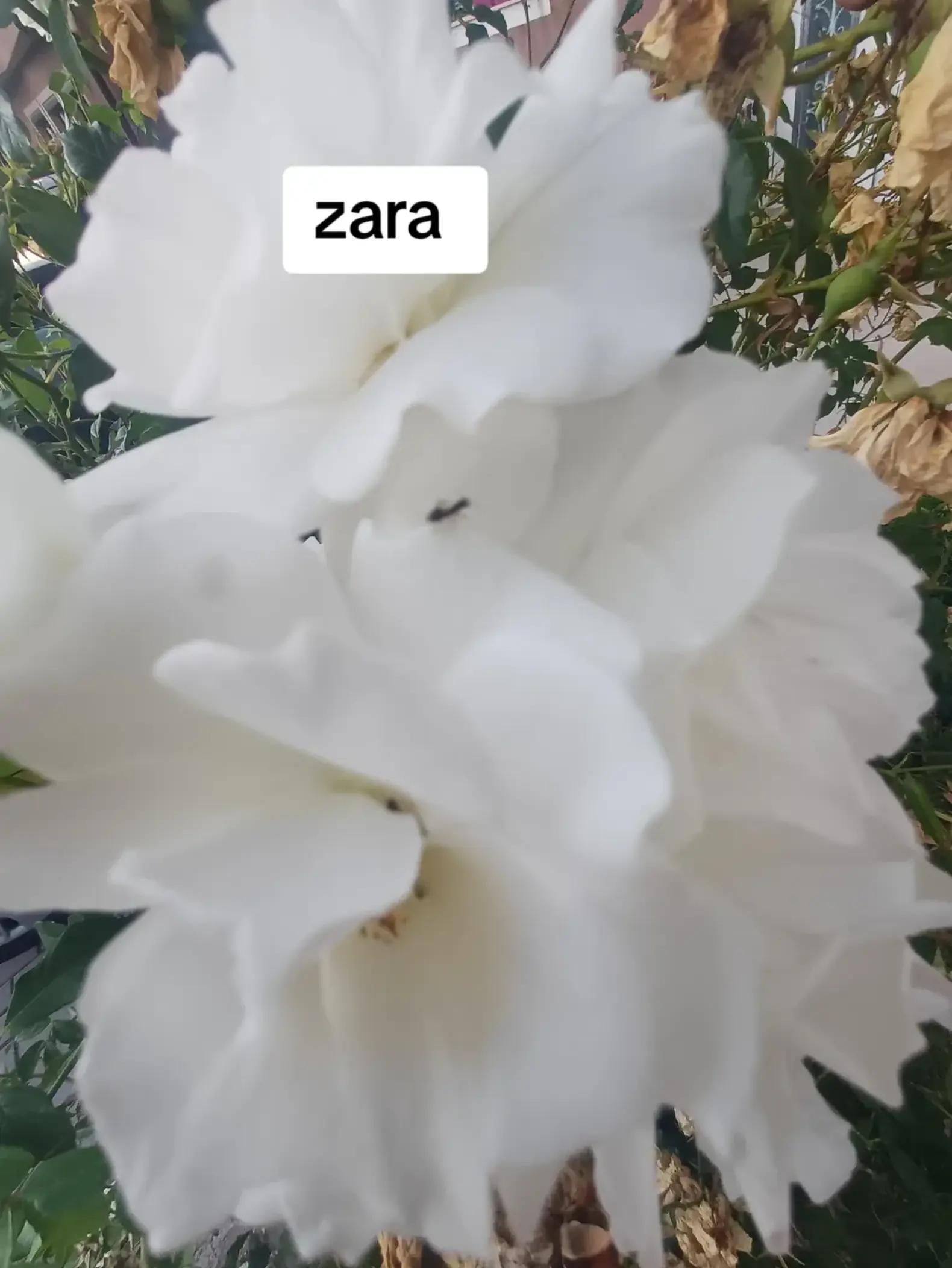 @lara_queen