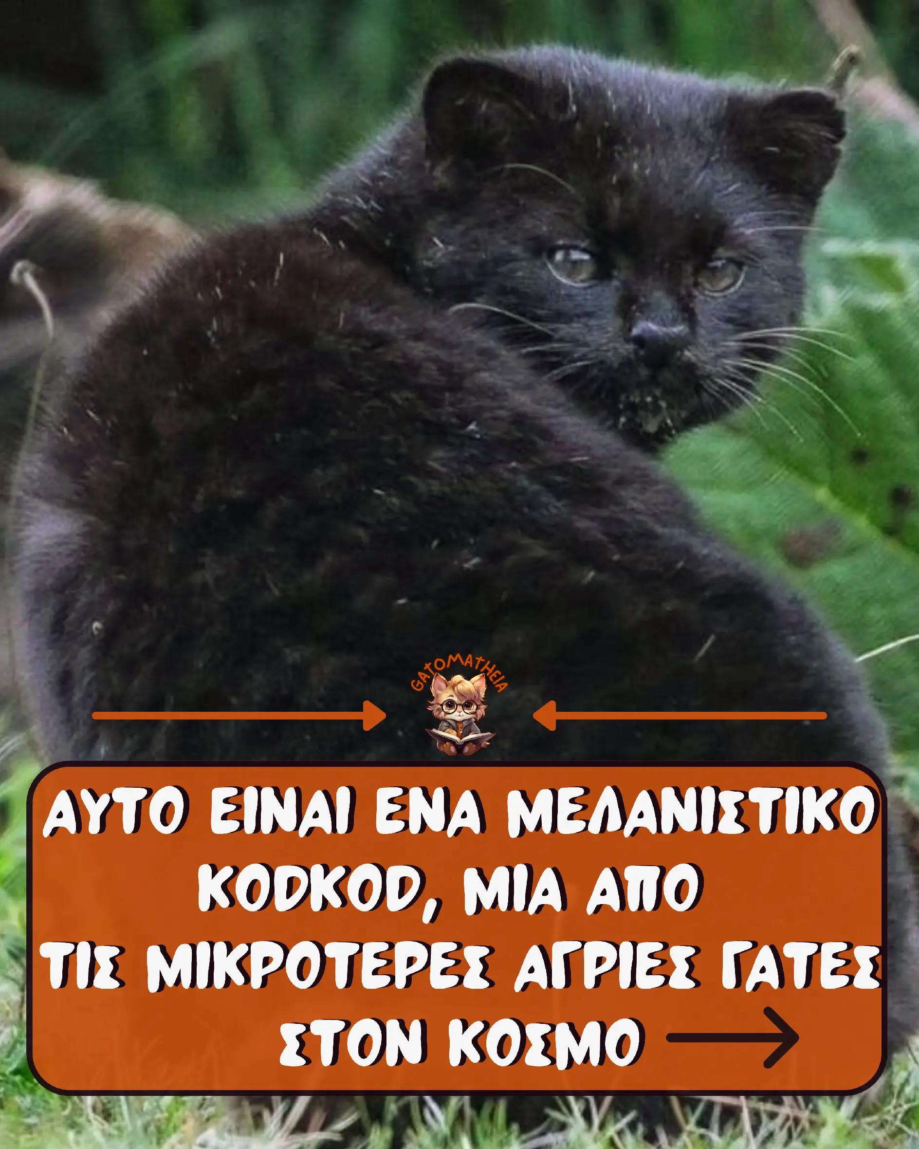 @Γατομάθεια