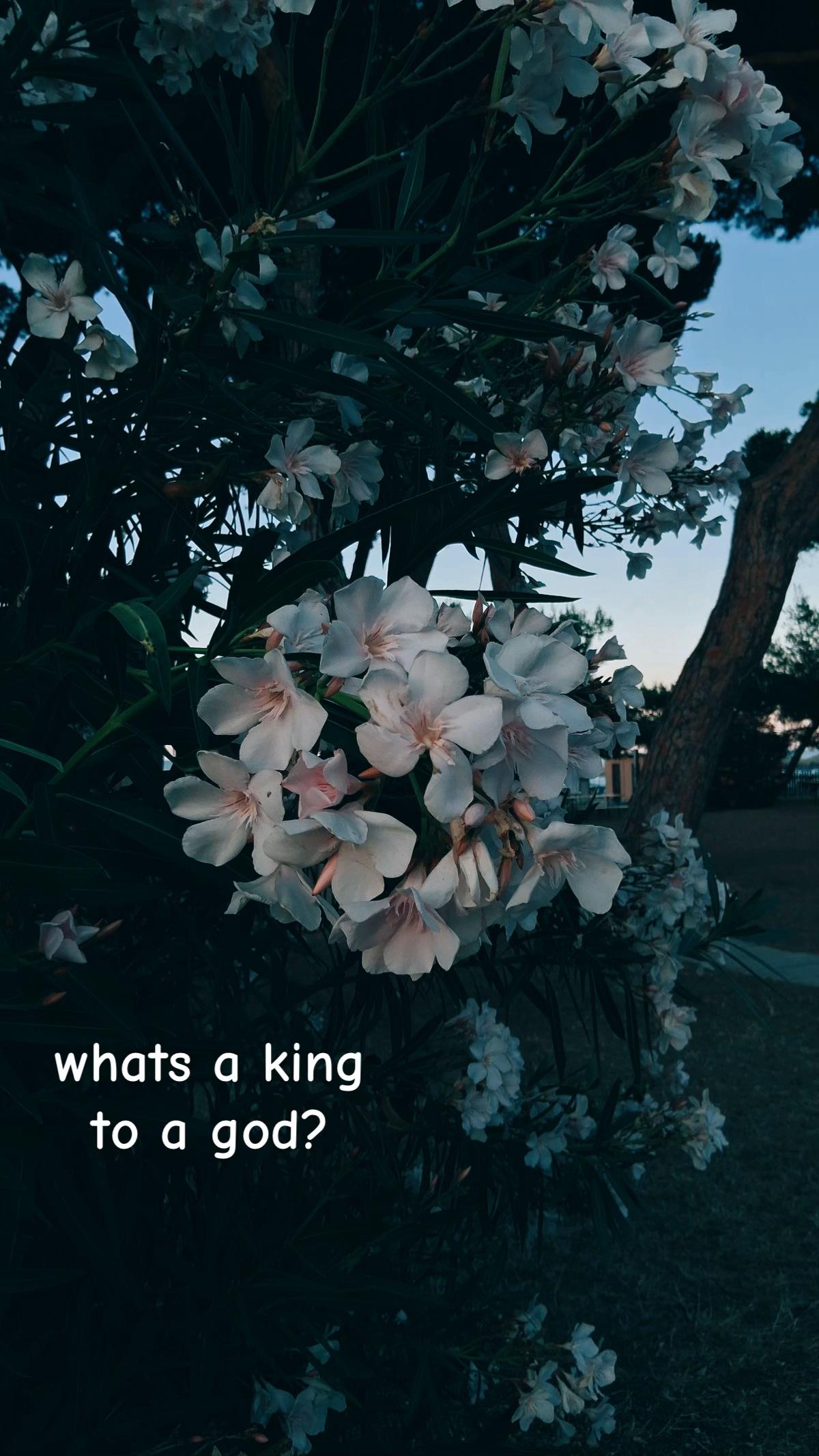 @𖣂︎