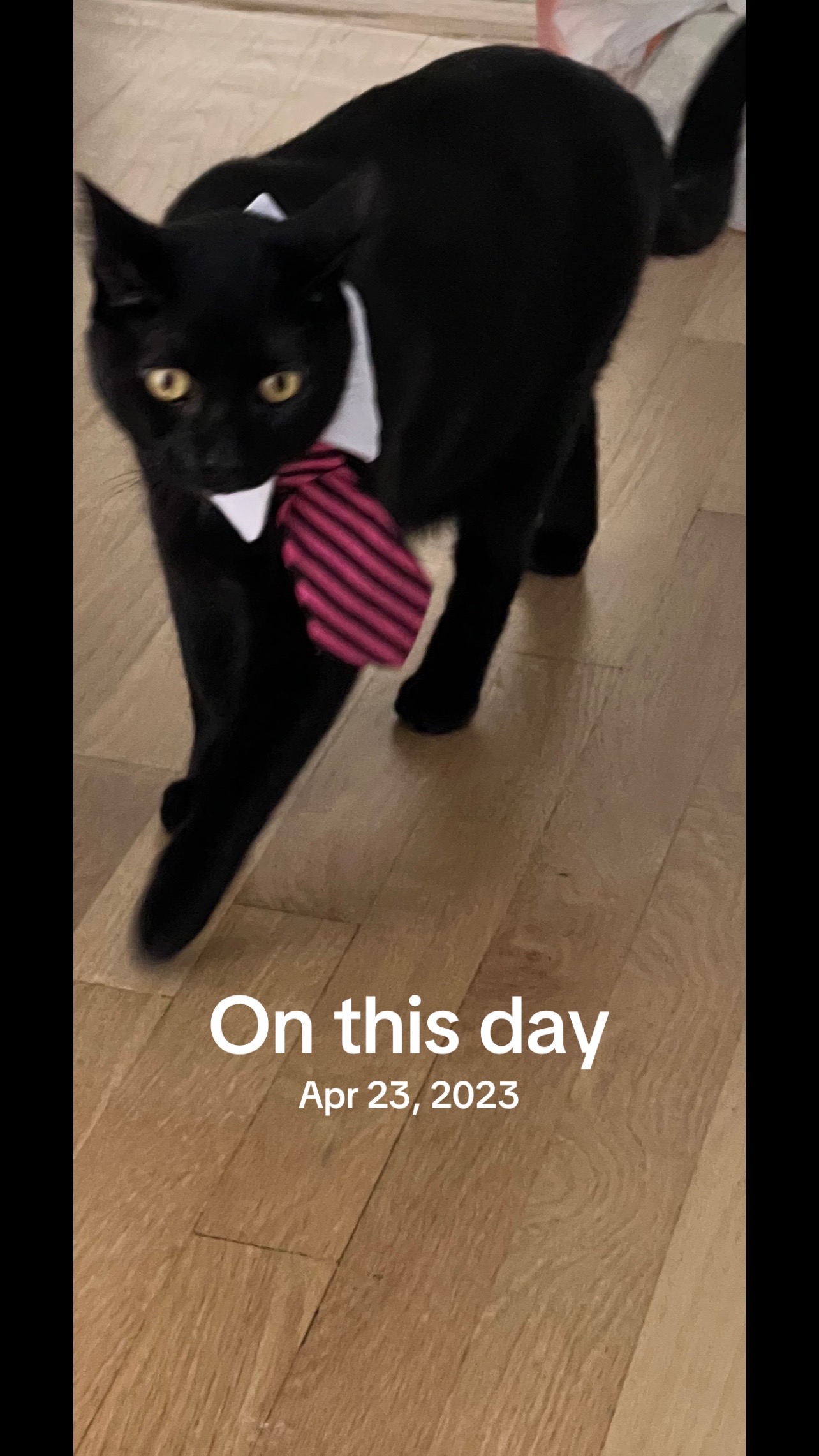 @Oscar&ensp;Jeremy&ensp;the&ensp;cat!