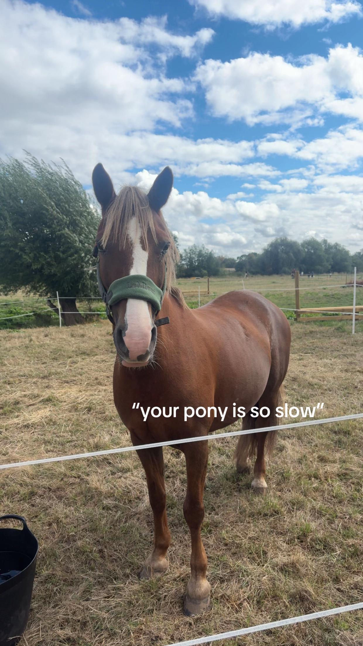 @shelbyshorseaccount