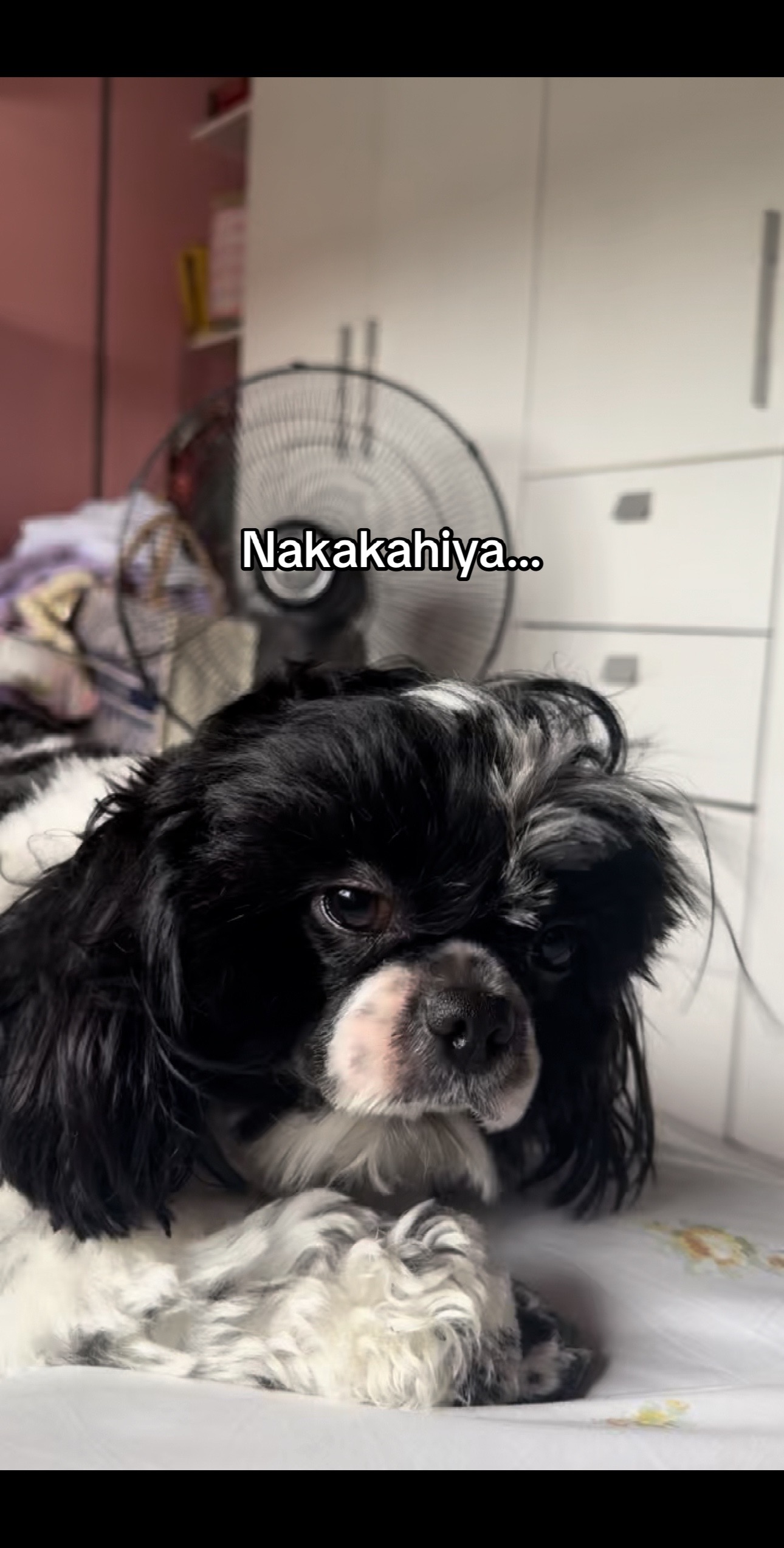 @IVY