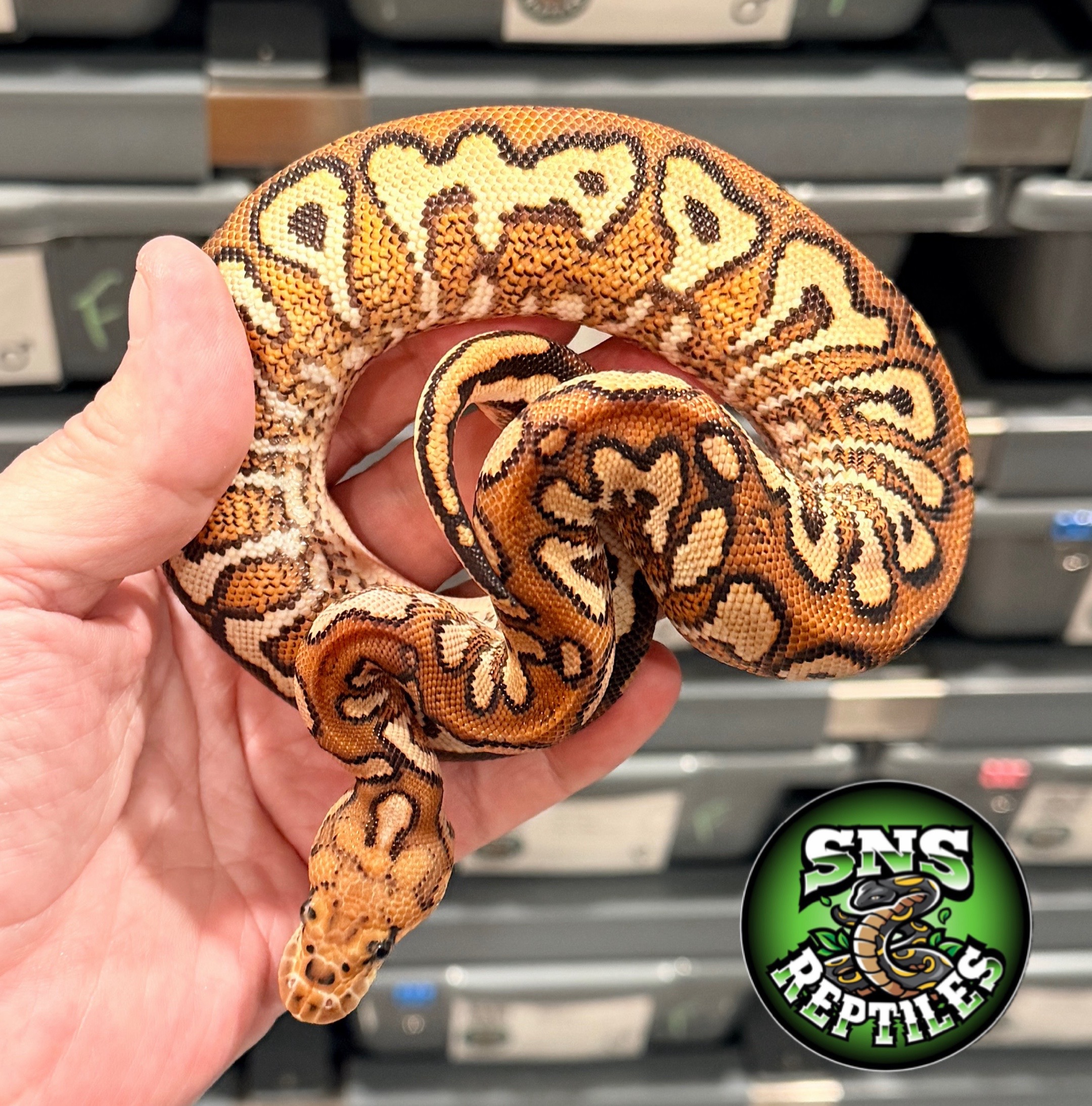 @SNS Reptiles