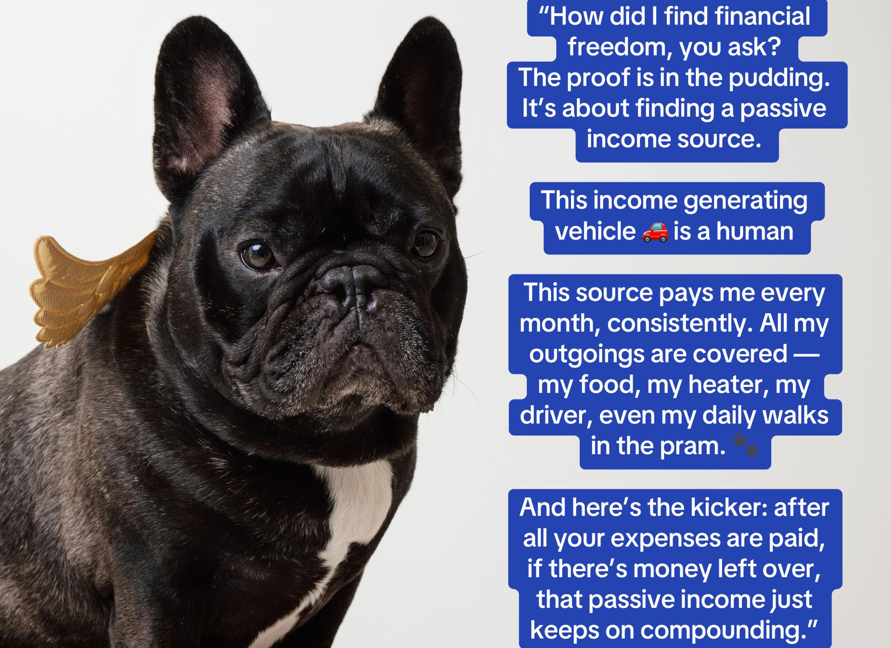 @Levi Needypants Frenchie