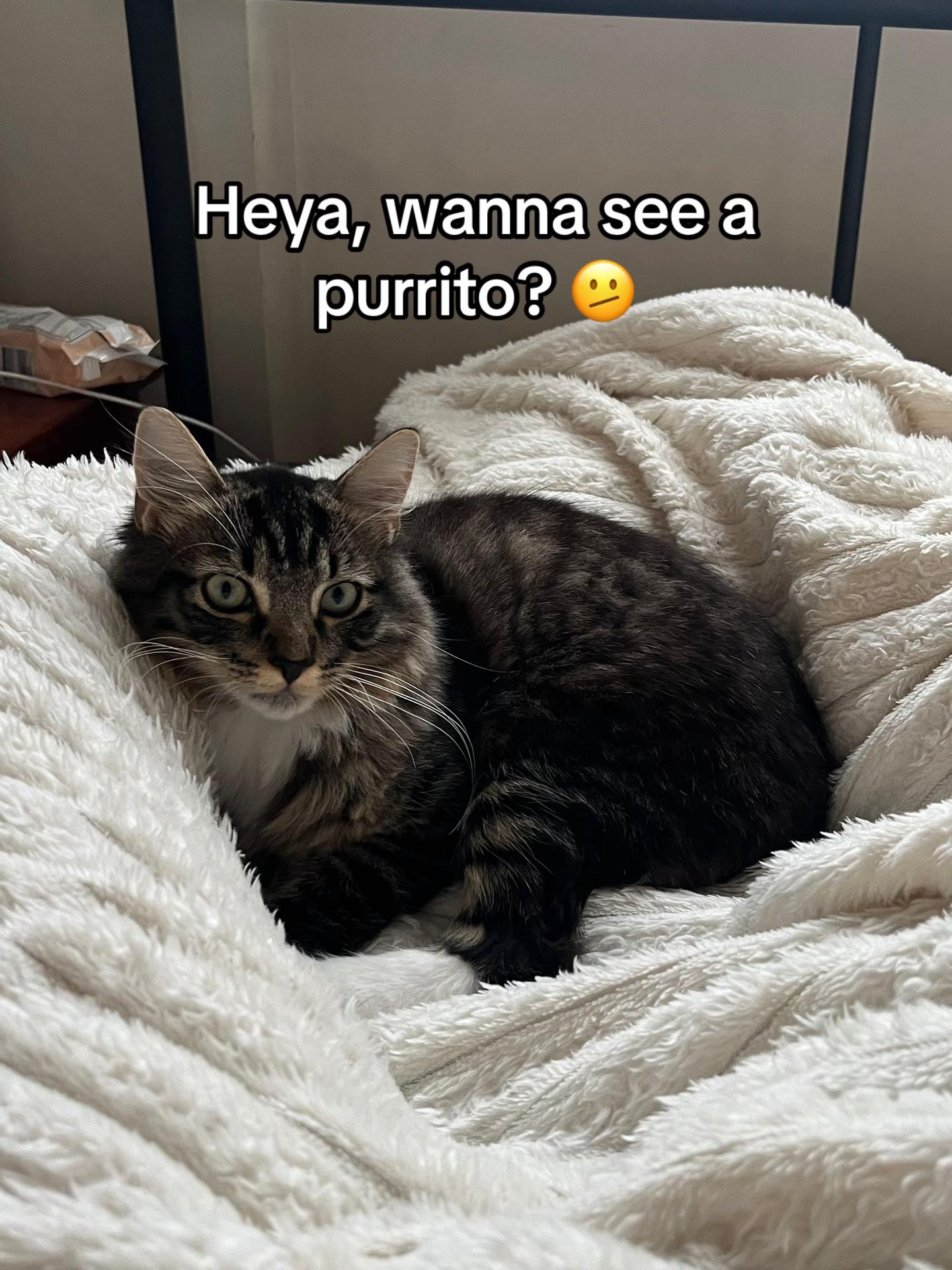 @Mozzie The Cat