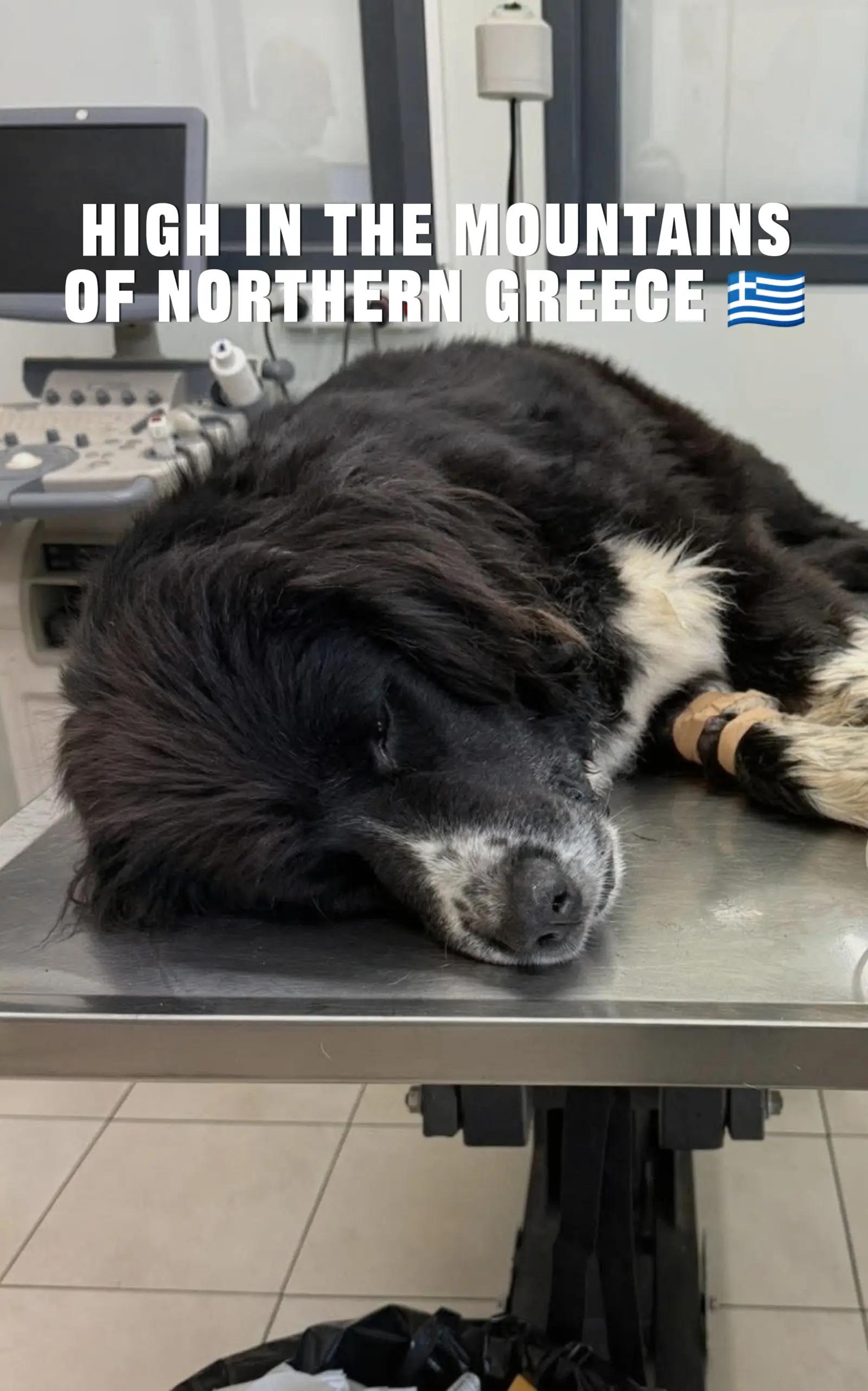 @Greek Animal Rescue