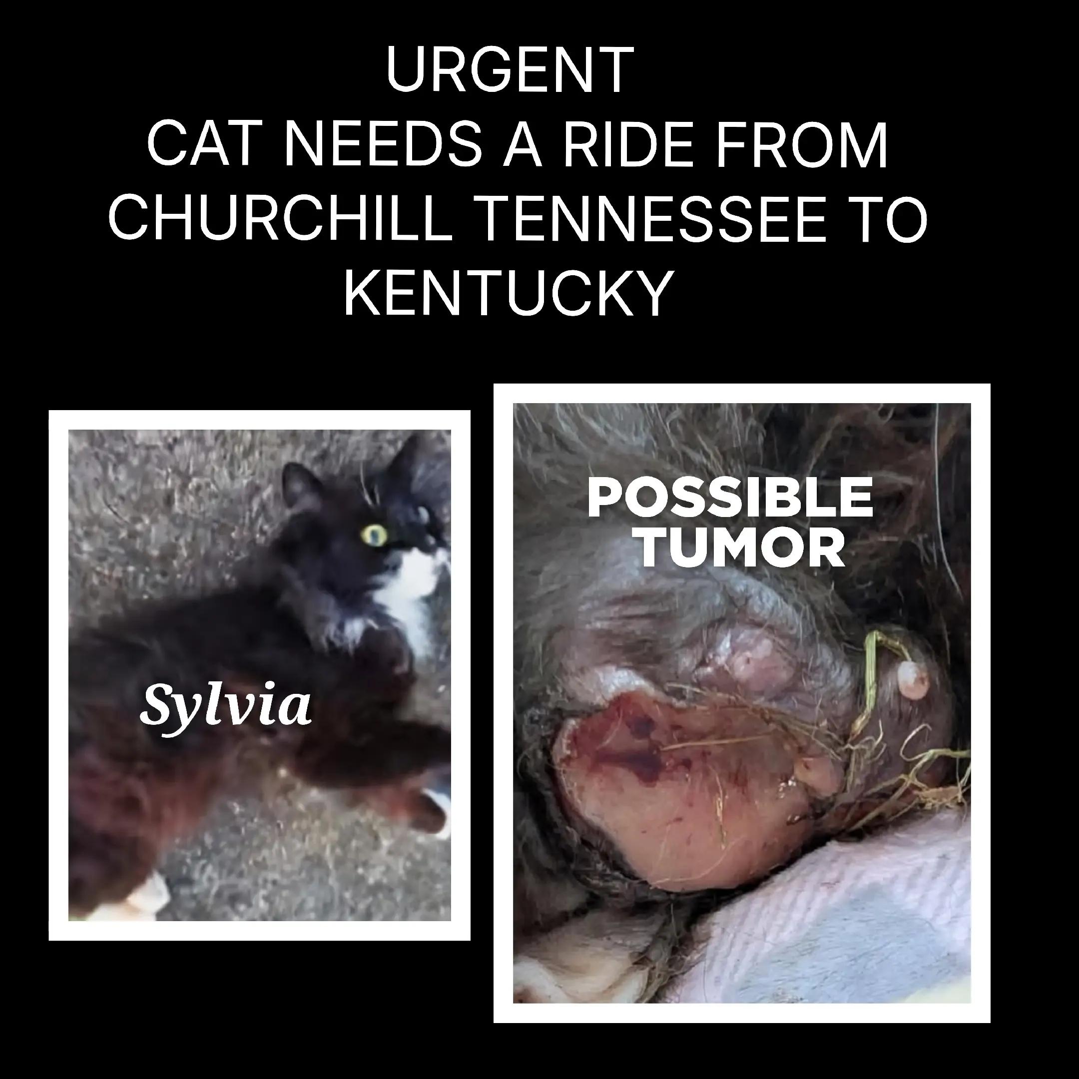 @No More Sad Kitties