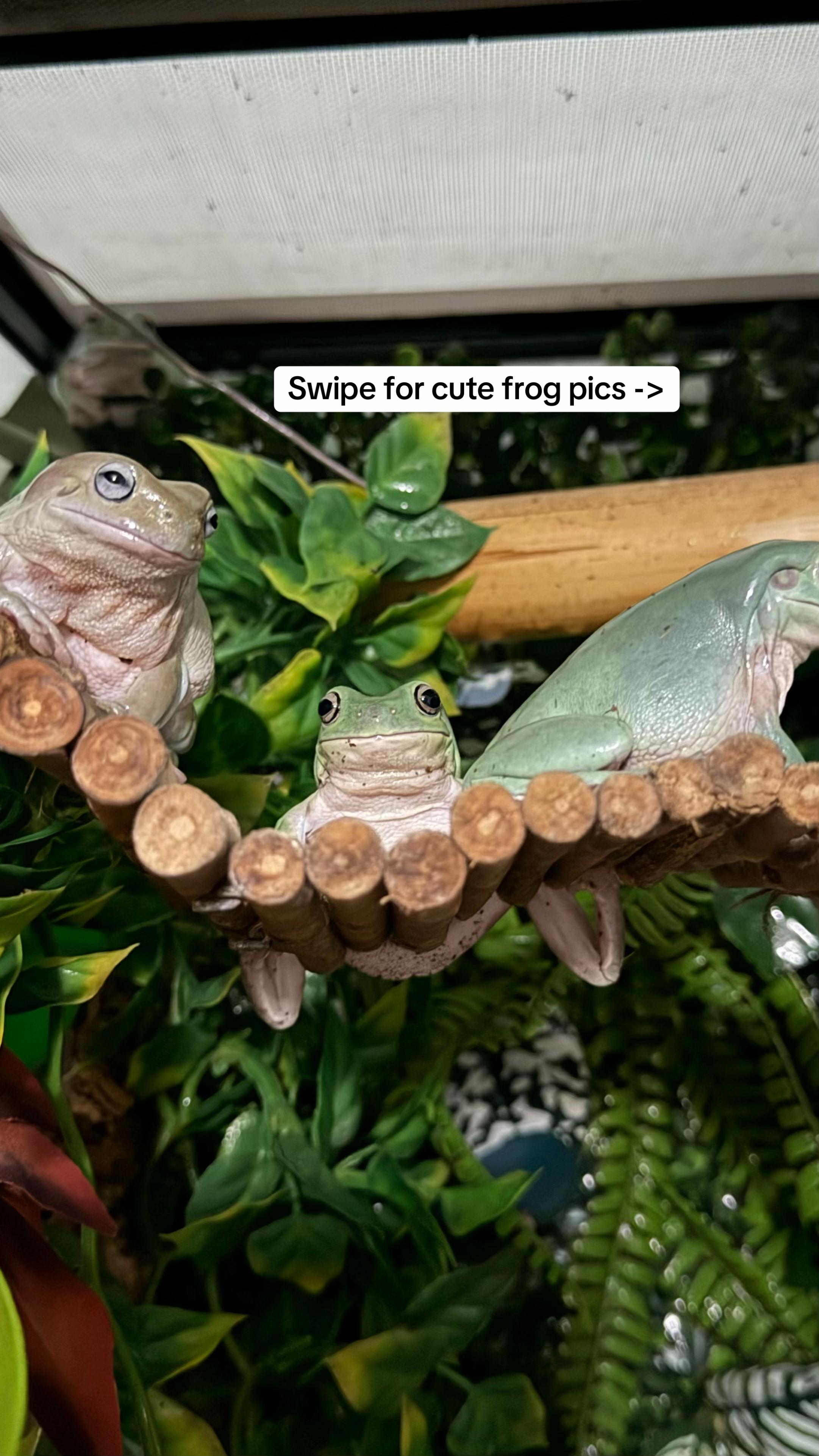 @frogsandoddities