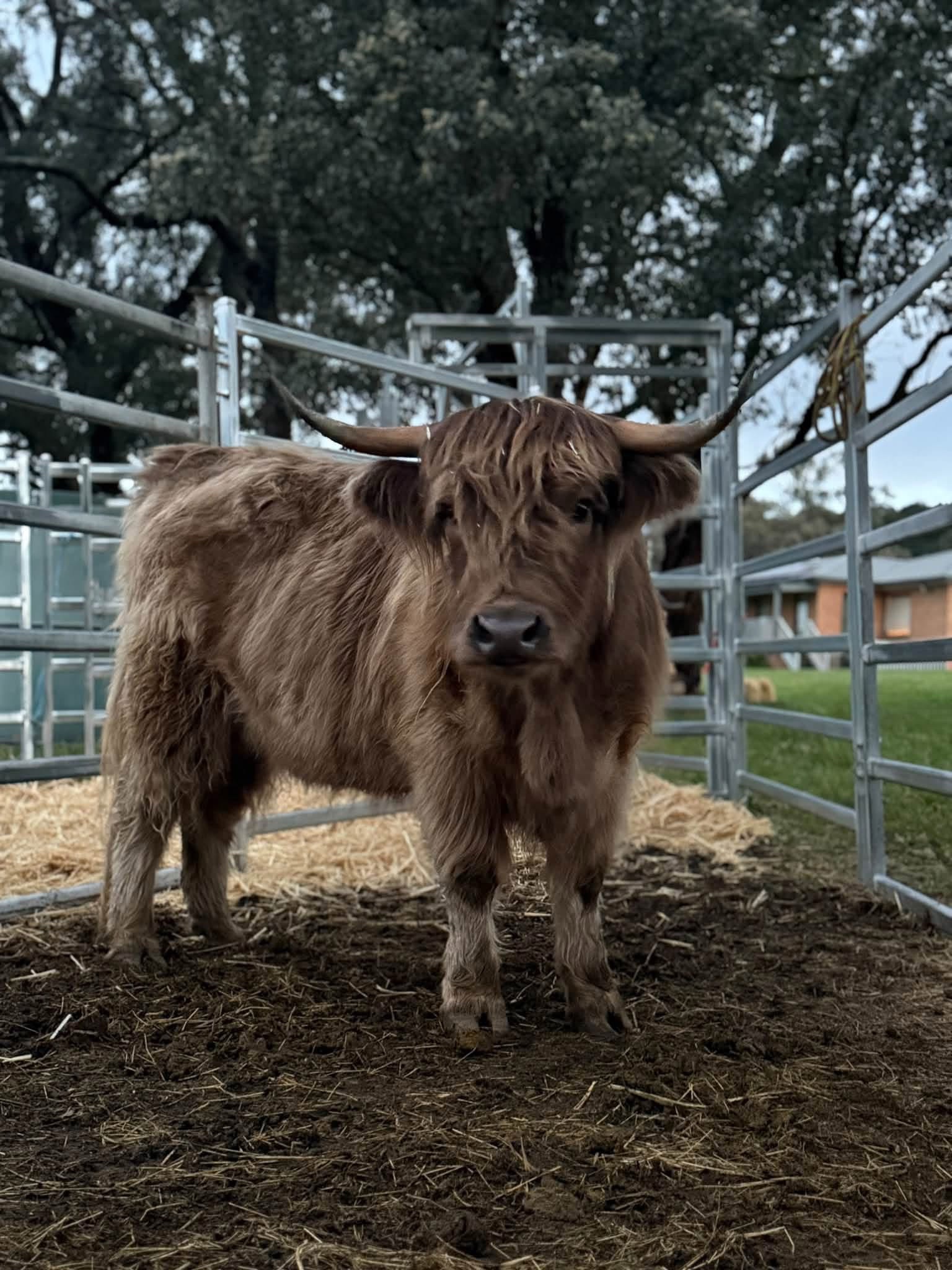 @landycows3