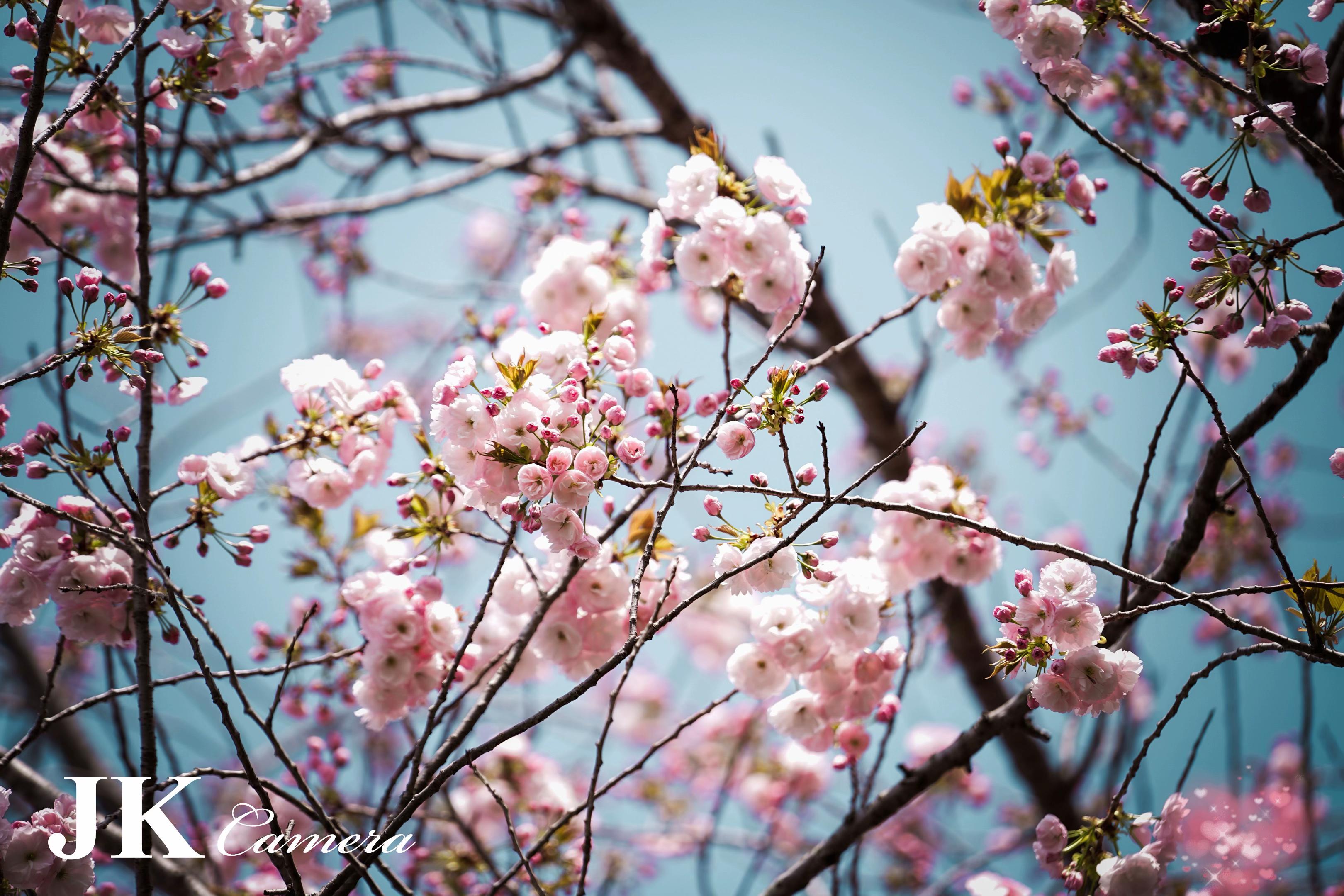 @JK HTET 🇯🇵 🇲🇲(八王子)