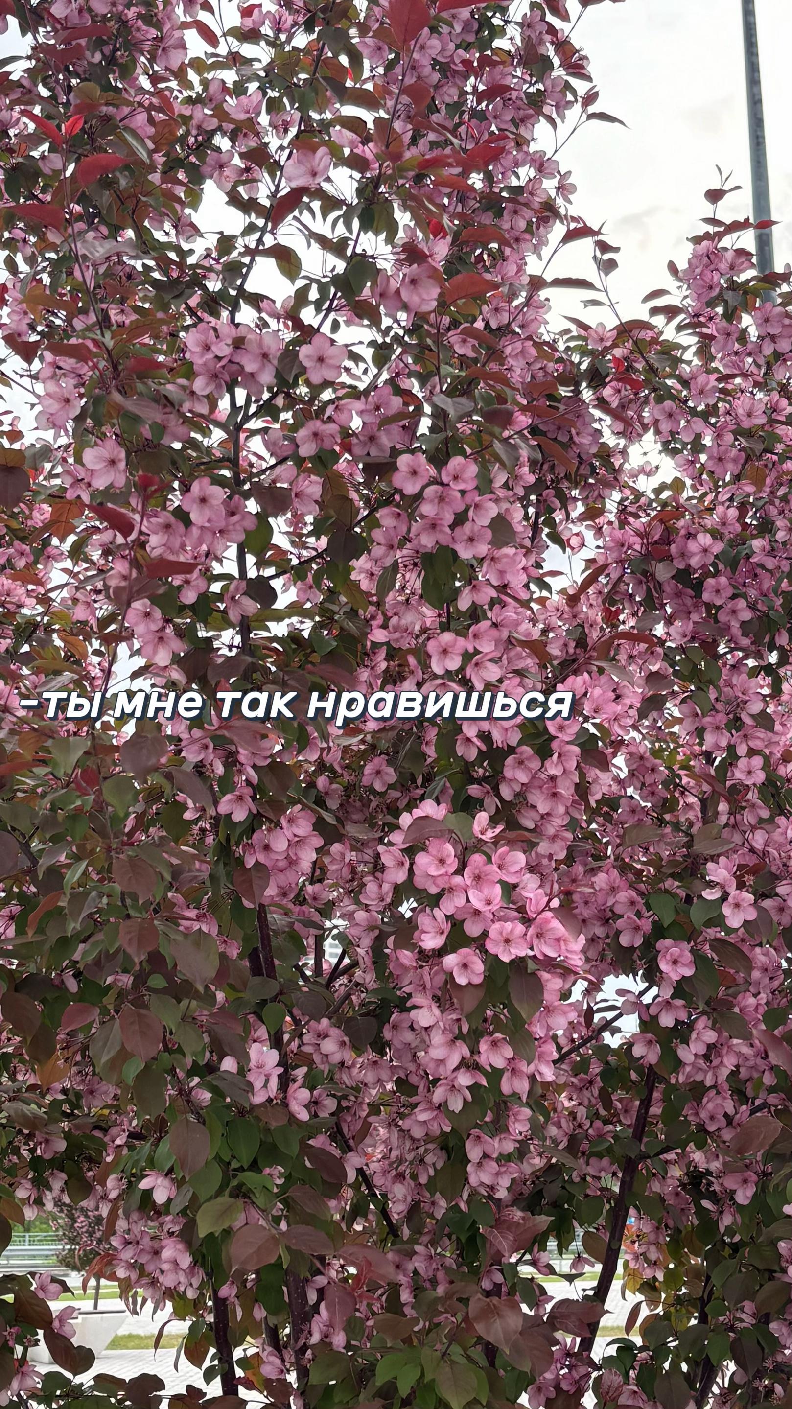 @дашк