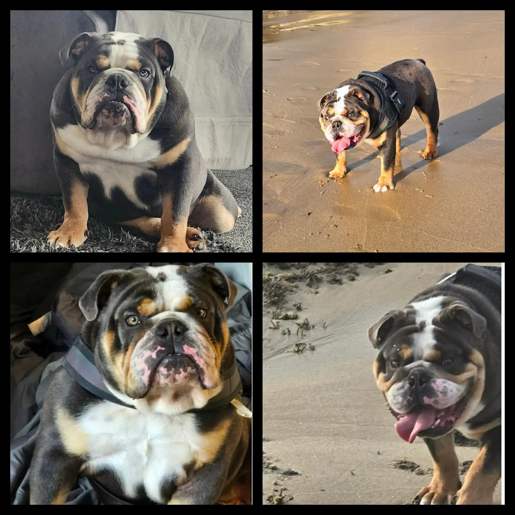 @Bulliciious Bulliez NZ
