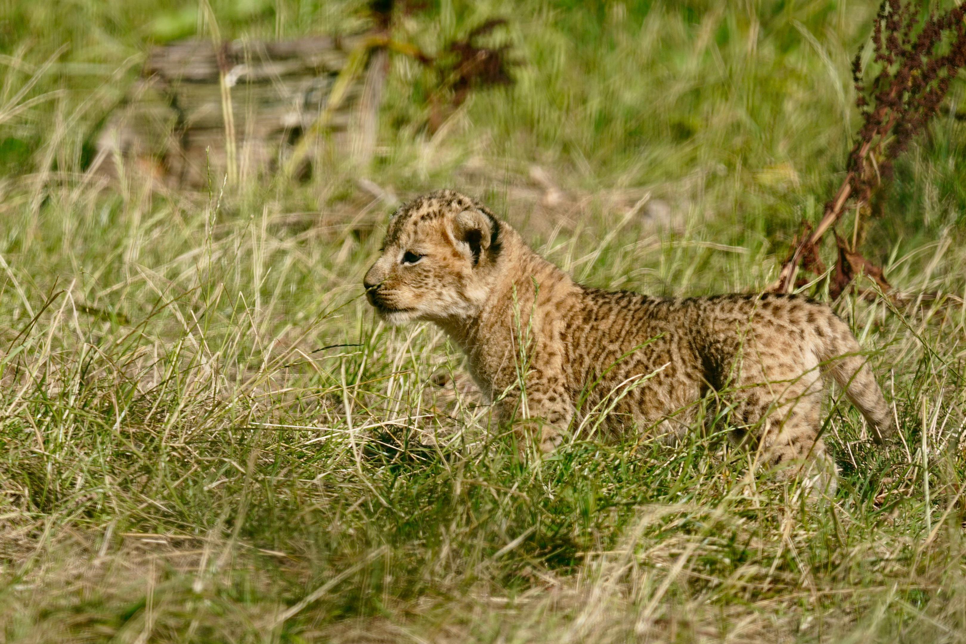 @Animals Travel Adventures