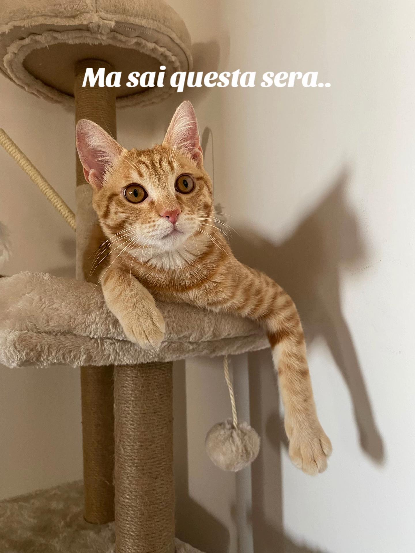 @BubaModoGiusto