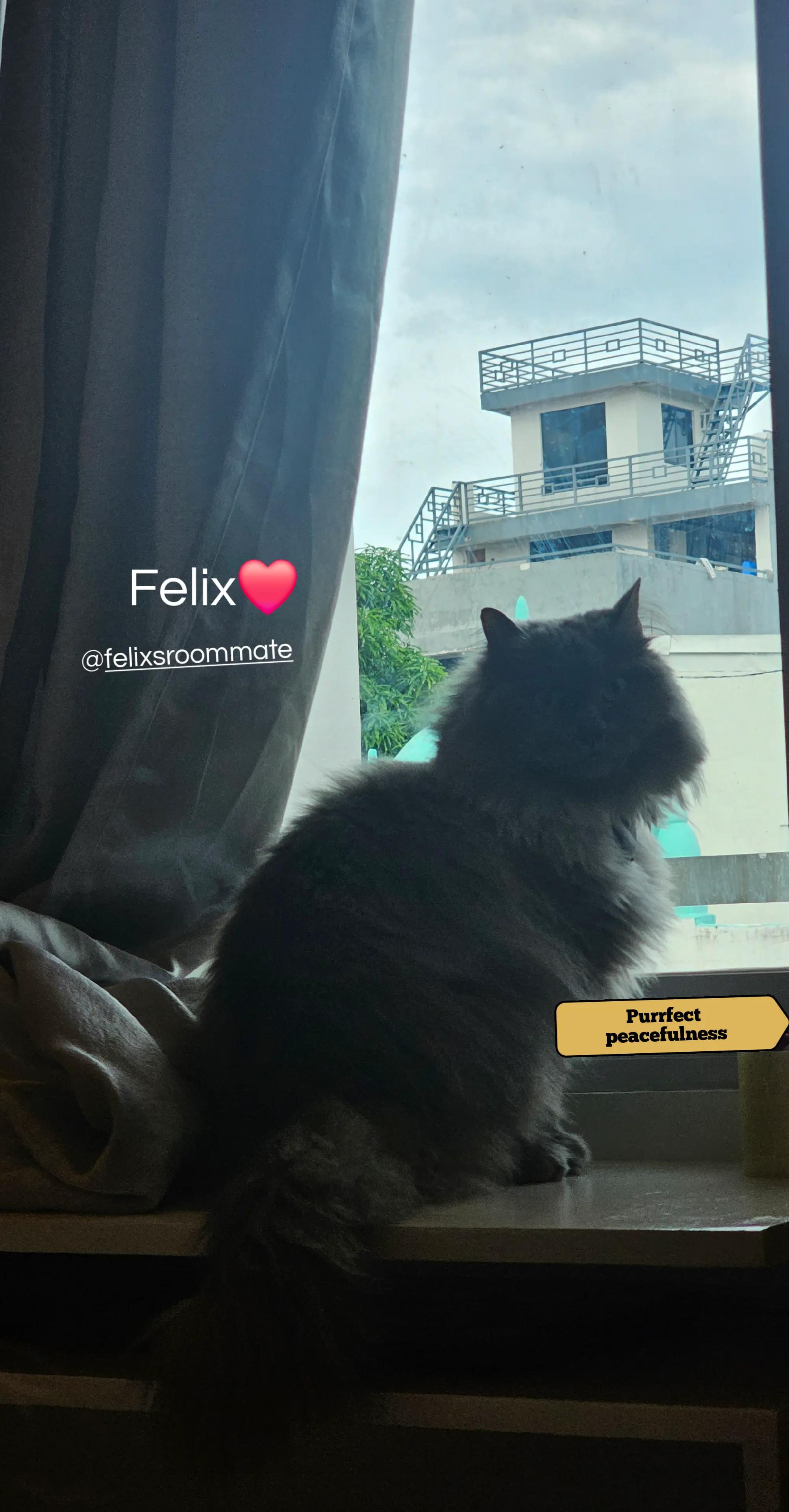 @florafaisal