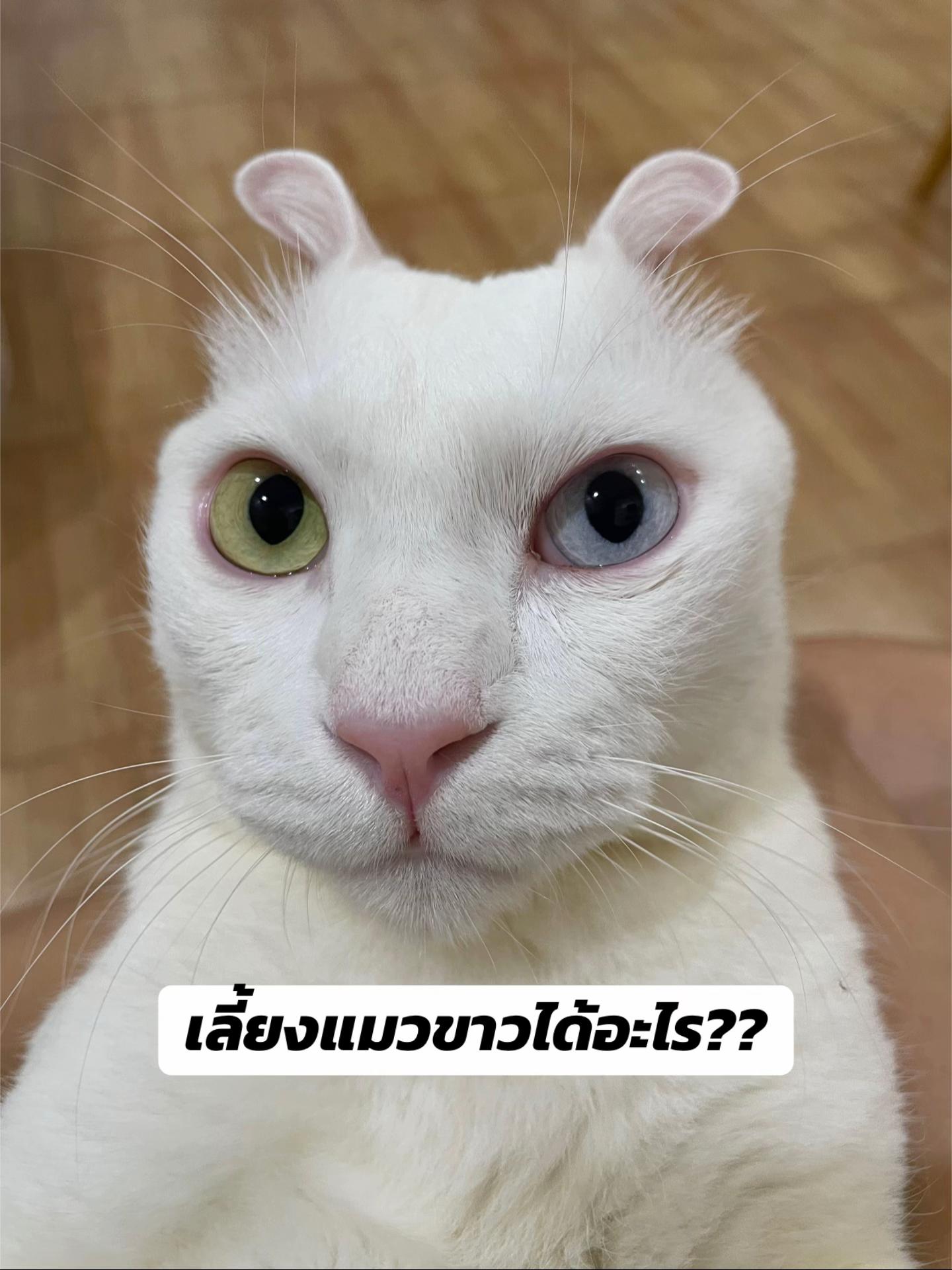 @KaoYhong