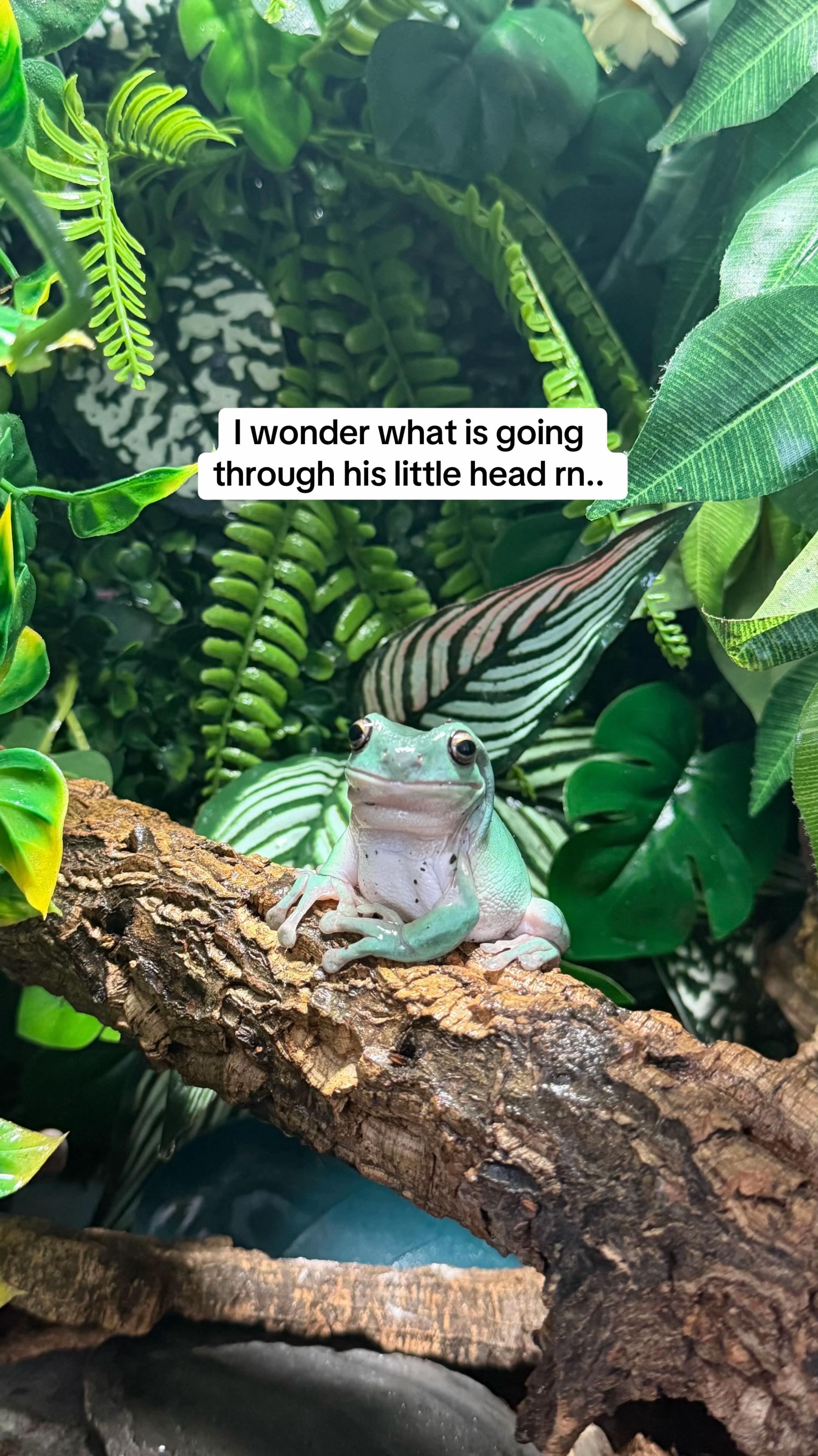 @frogsandoddities