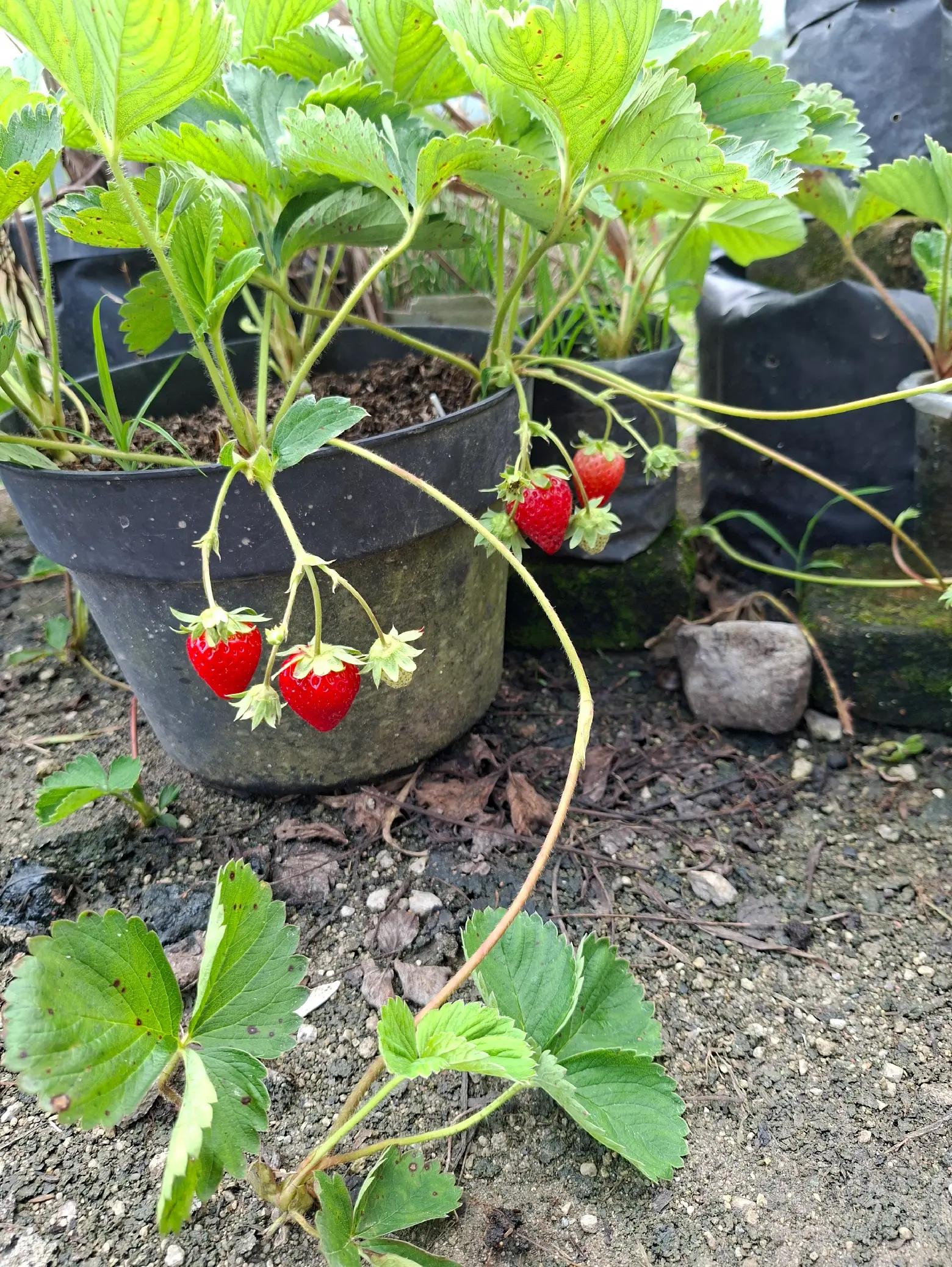 @Chenny.Garden