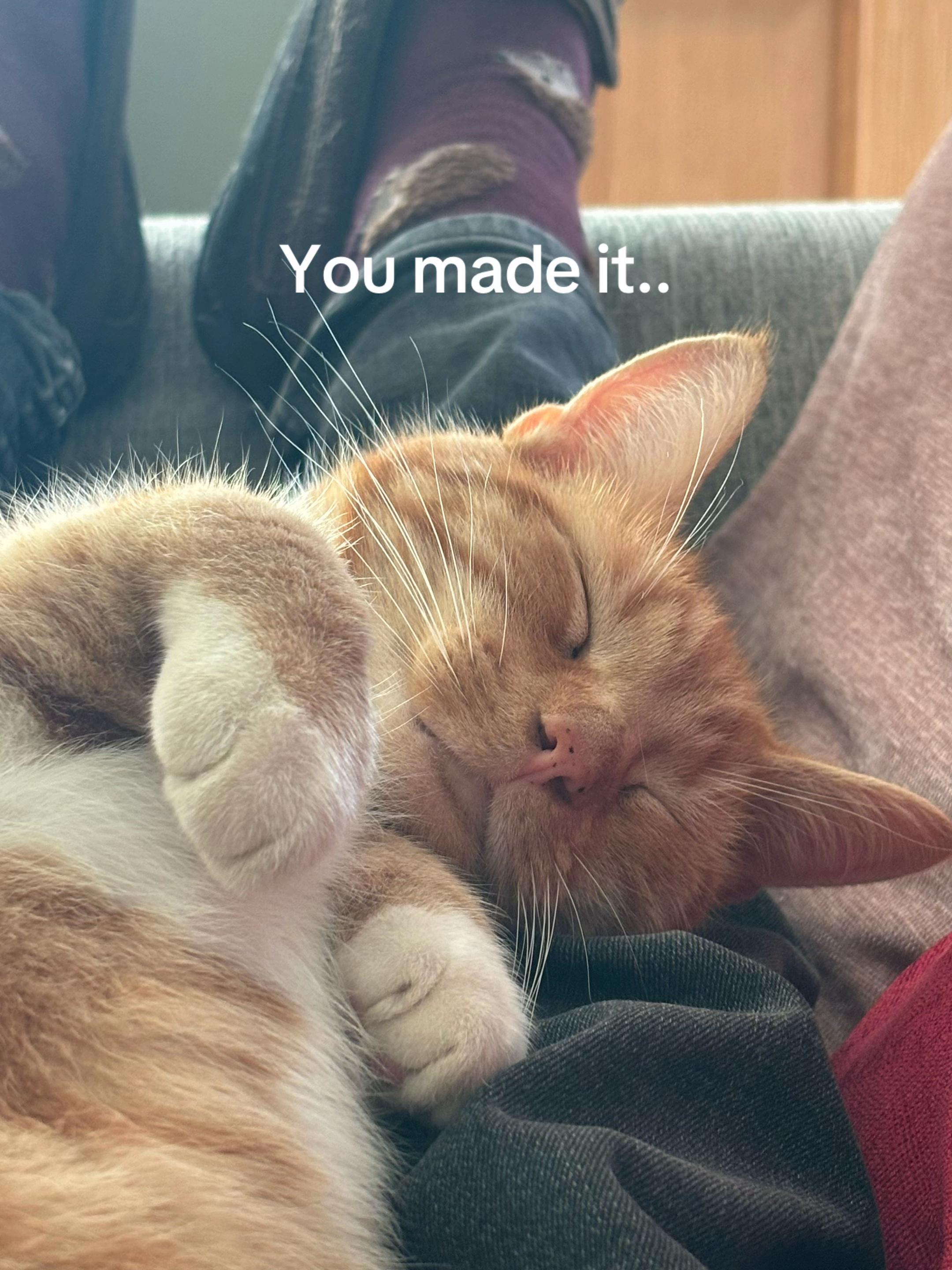 @Freddie the orange cat