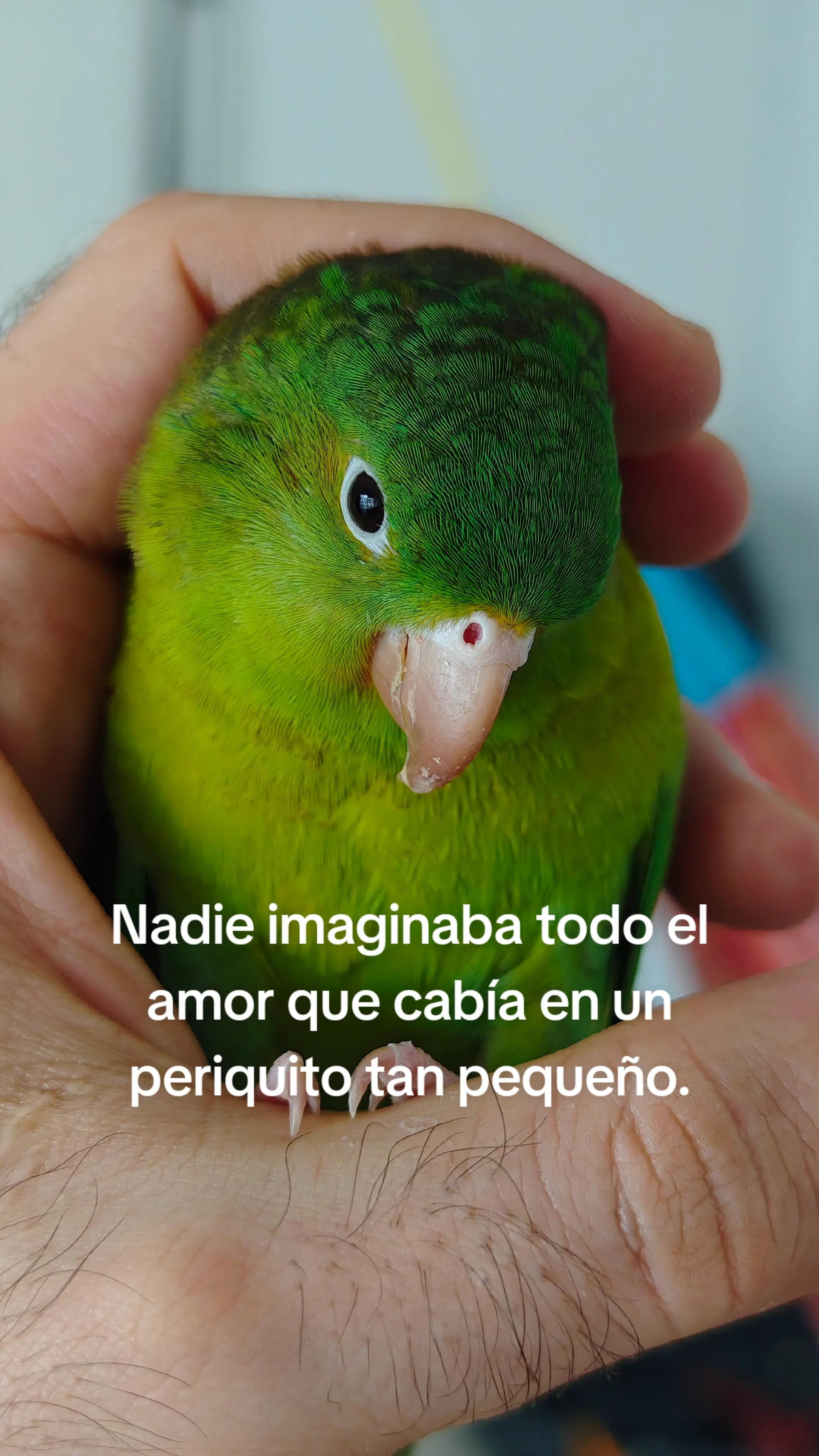@Pohli
