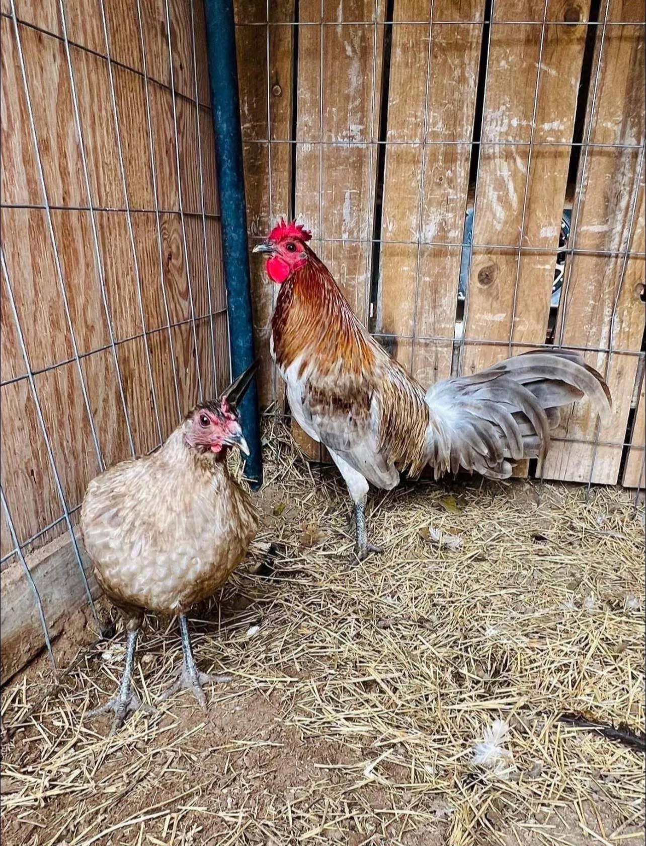 @Venturas mug gamefowl