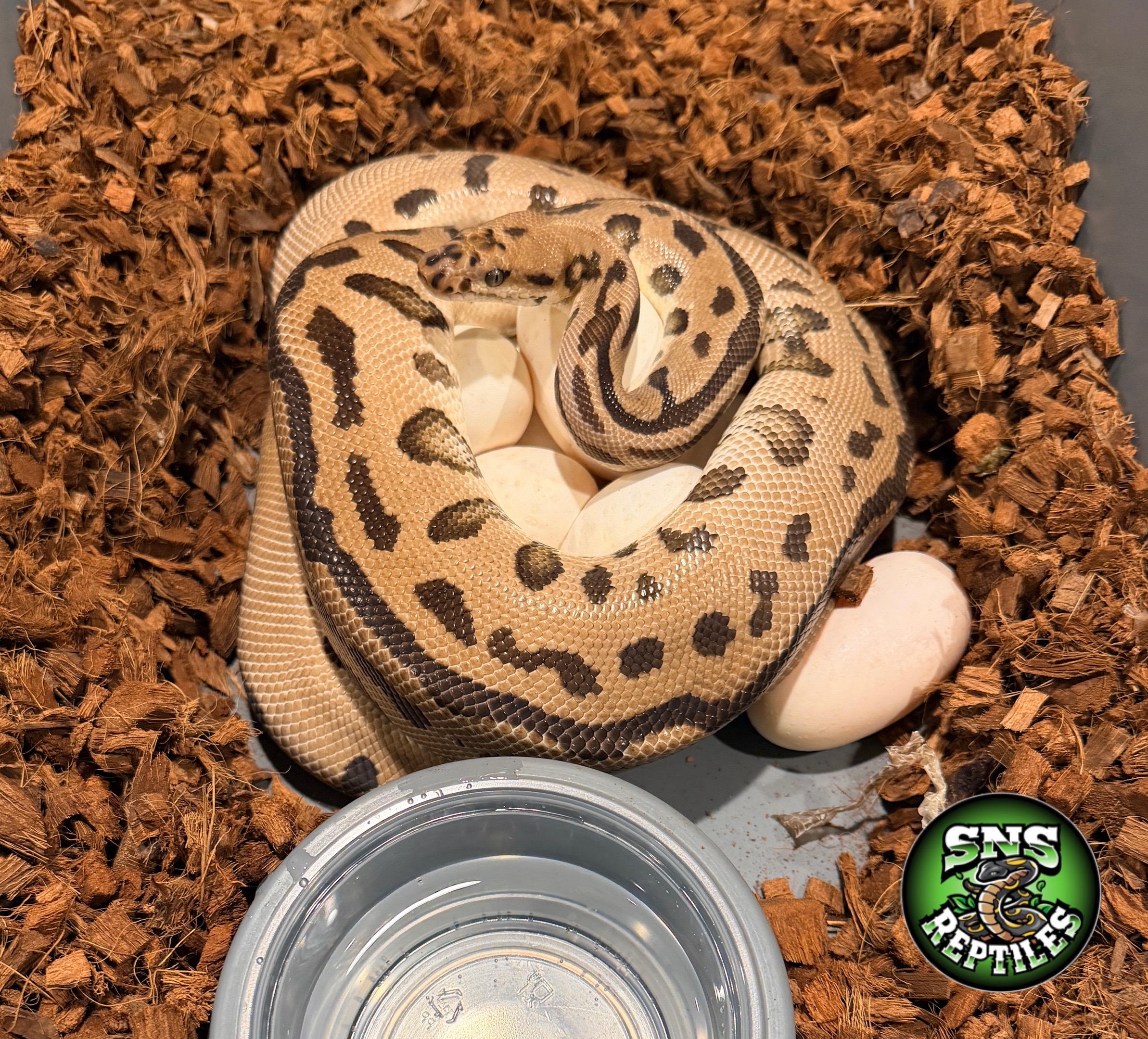 @SNS Reptiles