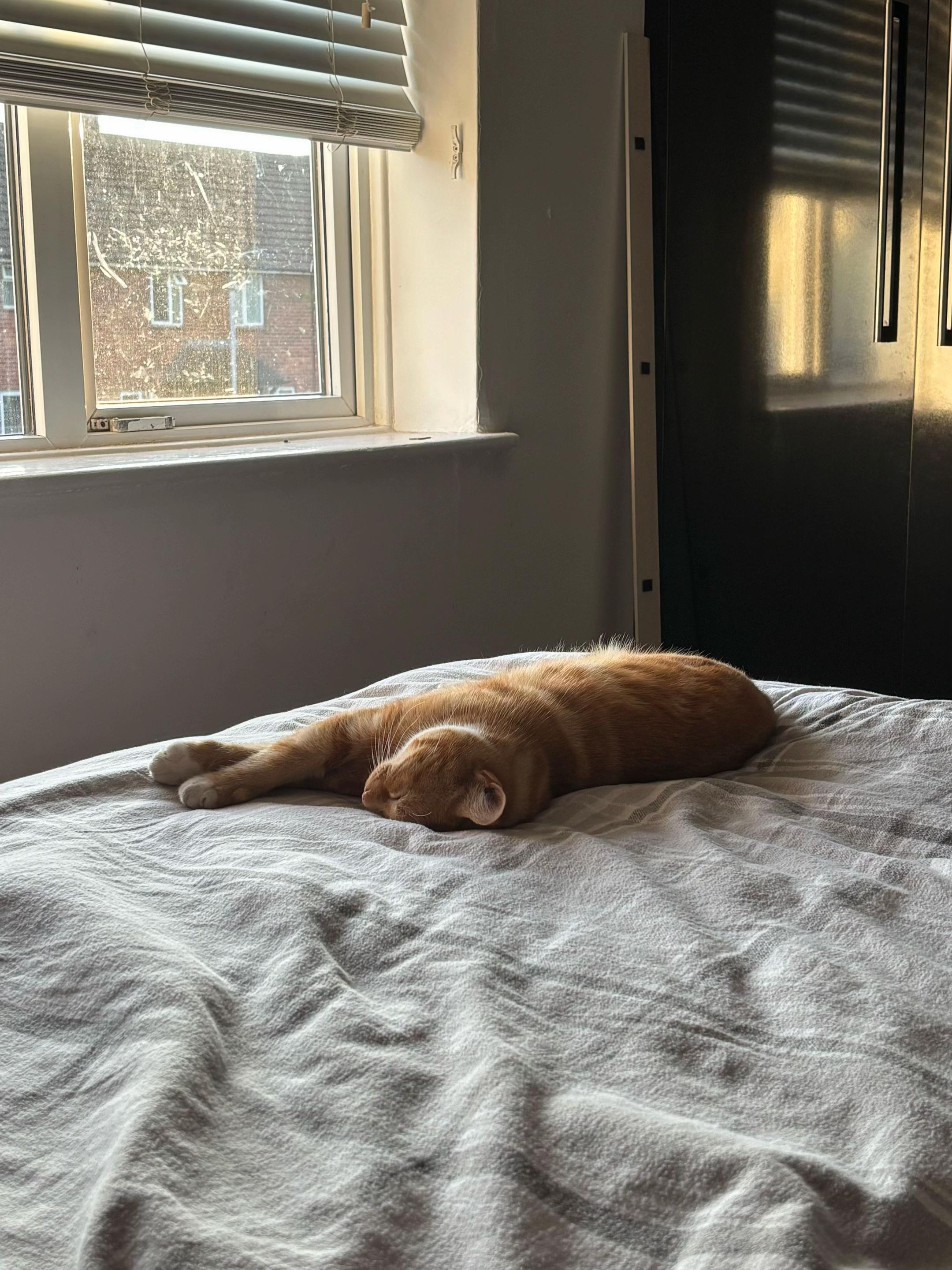 @Freddie the orange cat