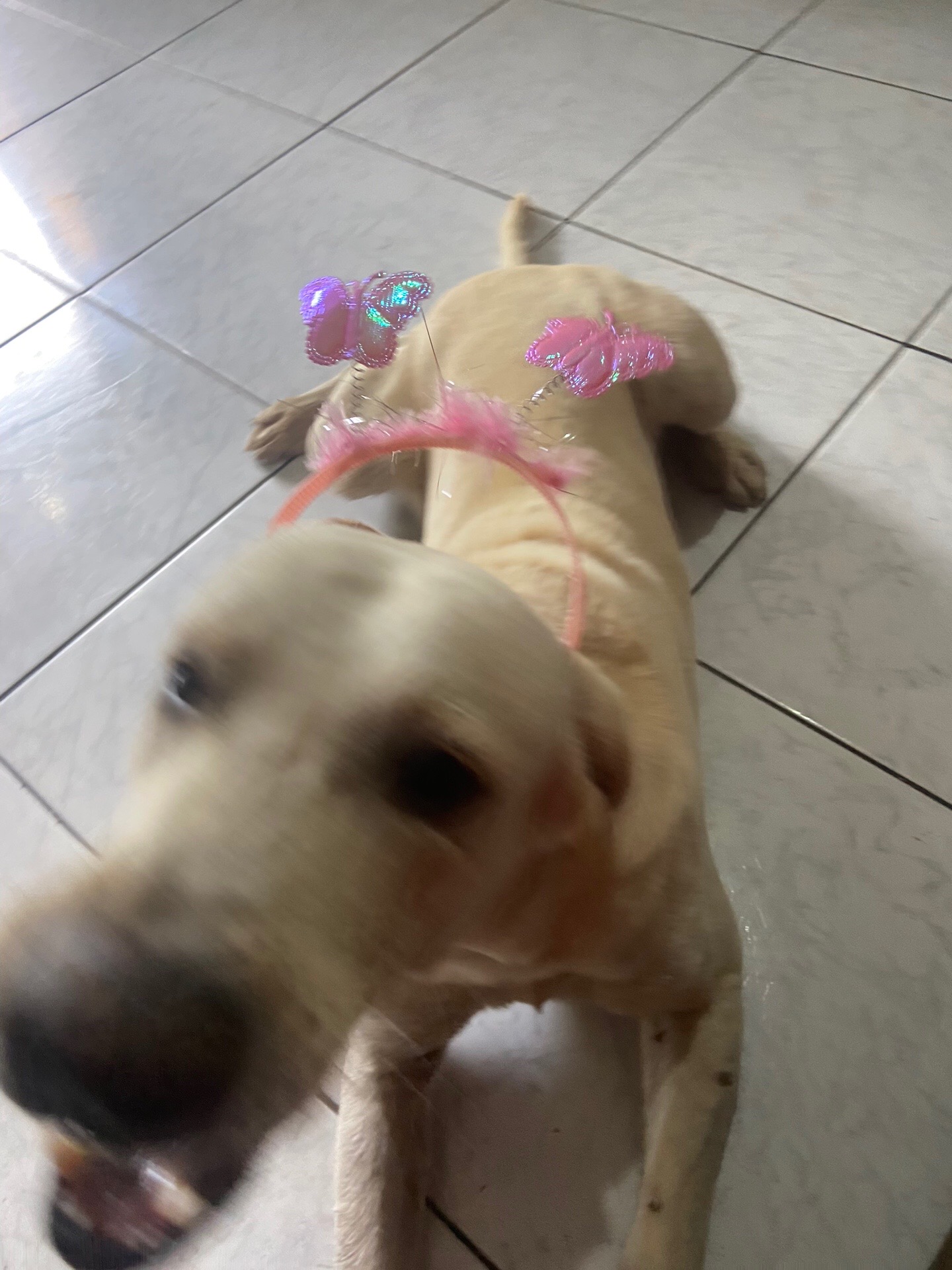 @Pᥱ́r᥆ᥣᥲ ᥱ ᥴᥲριtᥲ̃᥆
