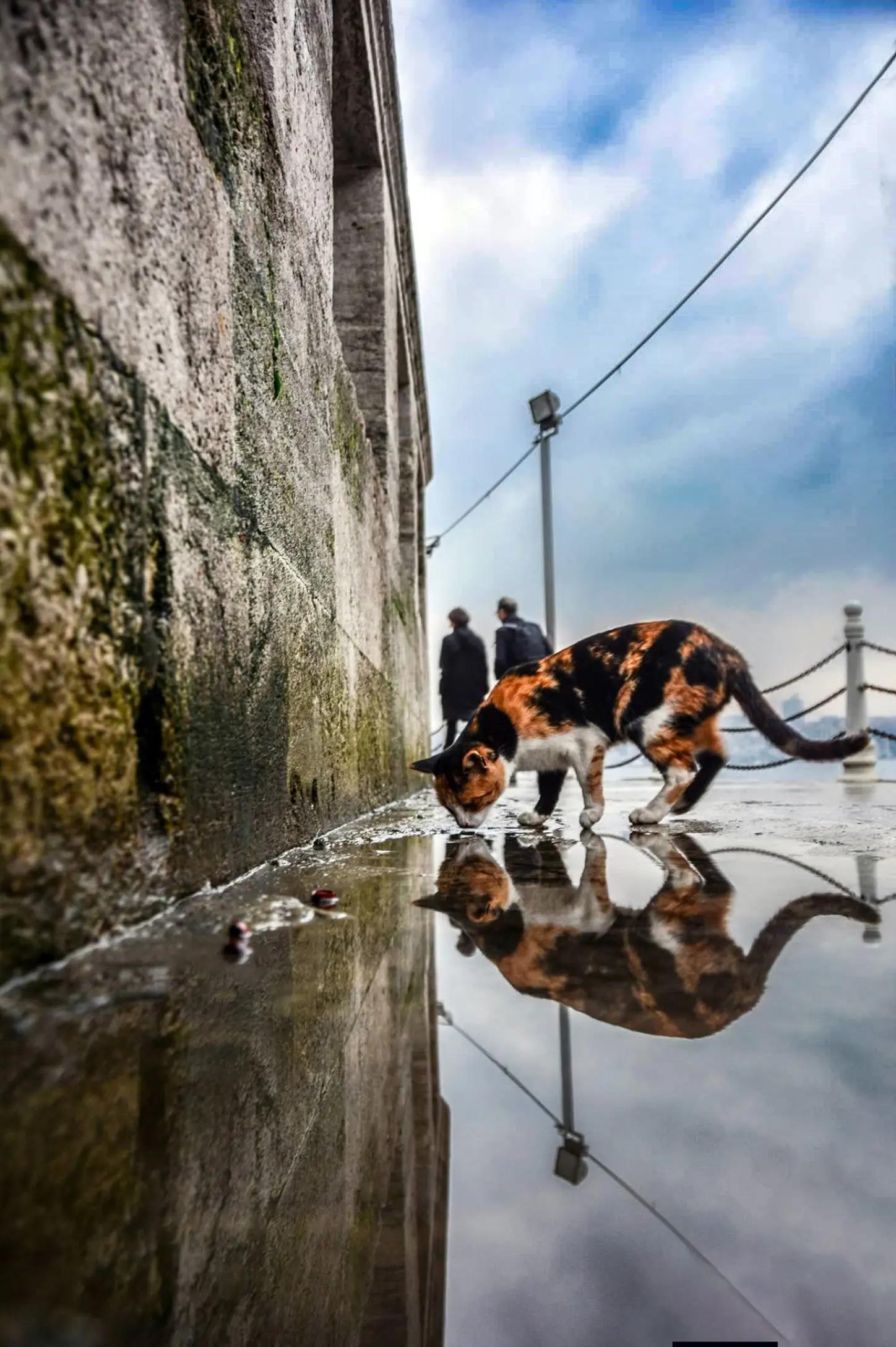 @Ali gül