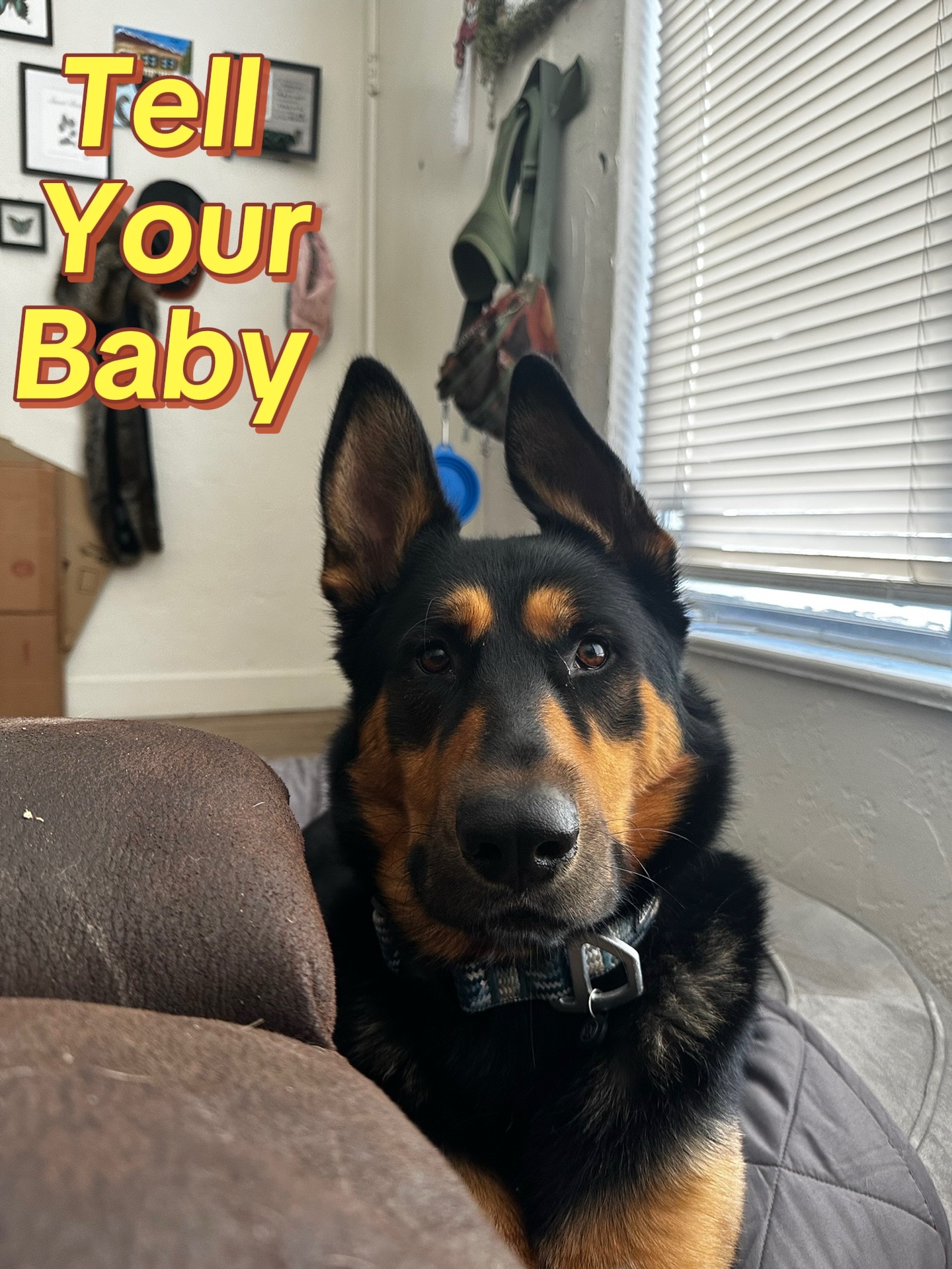 @ʕ•ᴥ•ʔ