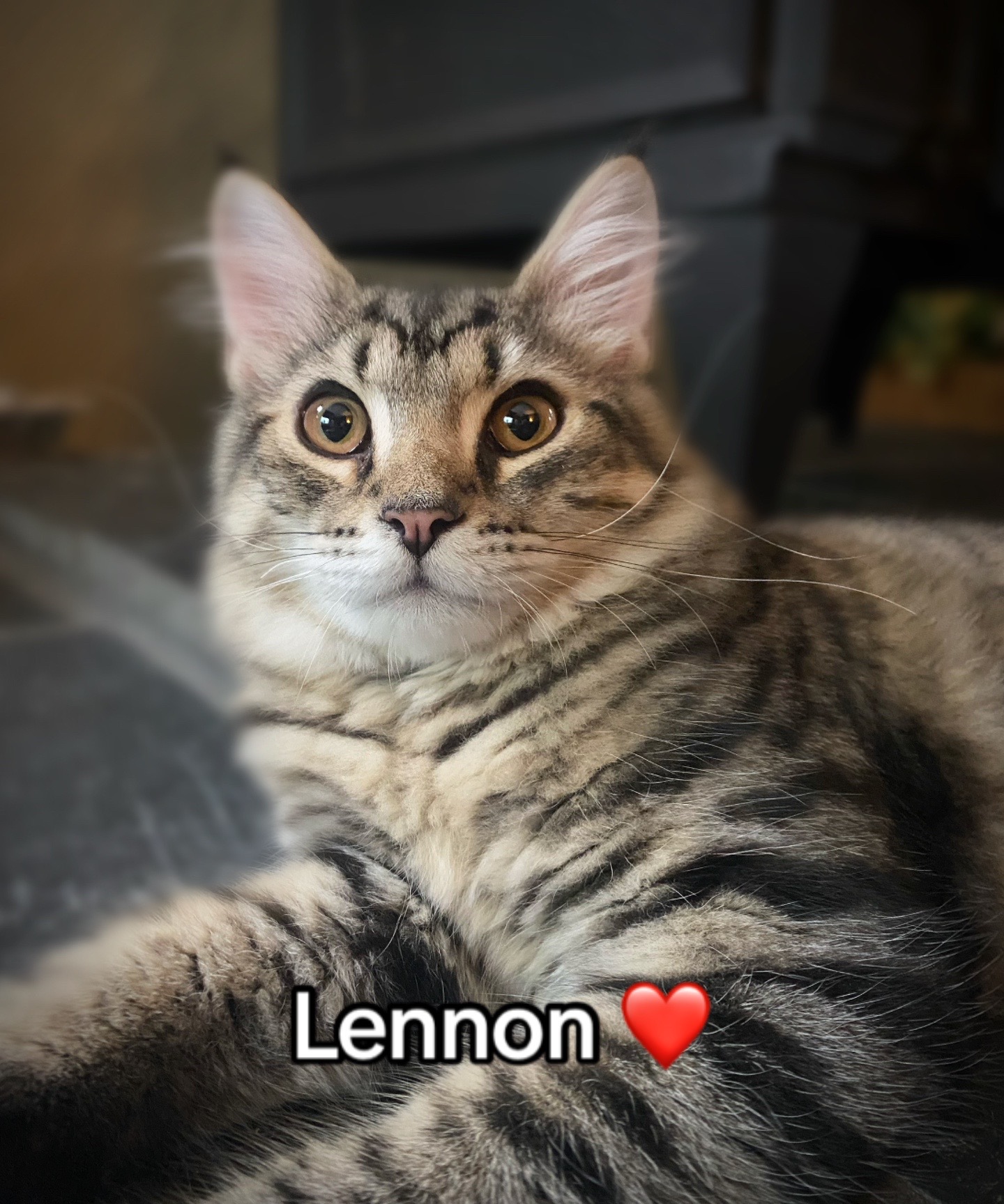 @Lennon & Ringo the kittens