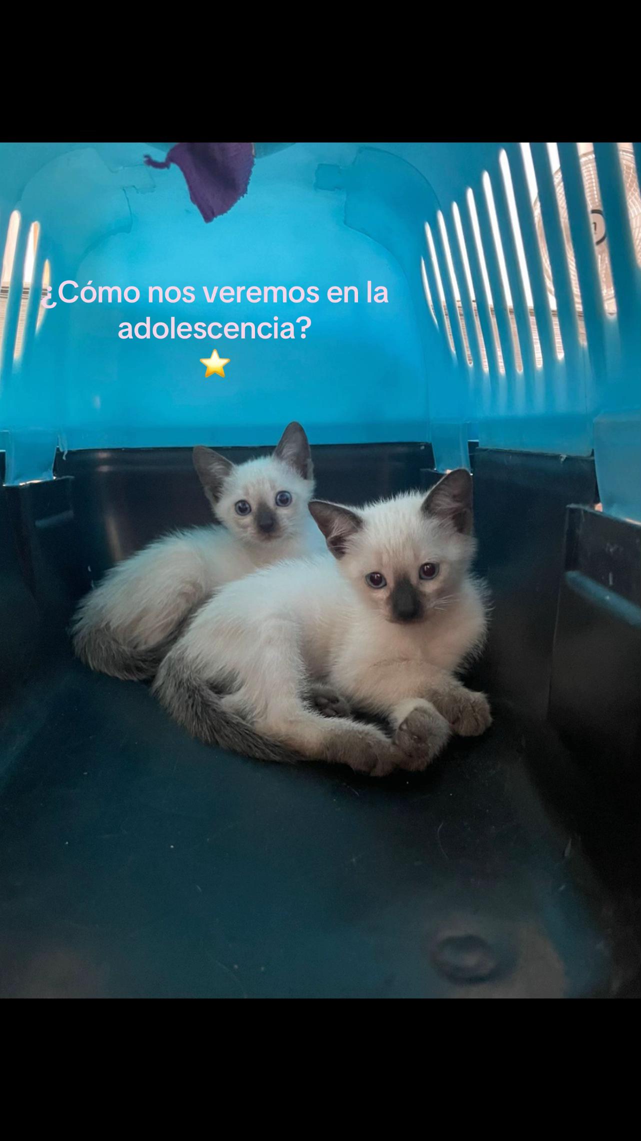 @Hermanitos siameses