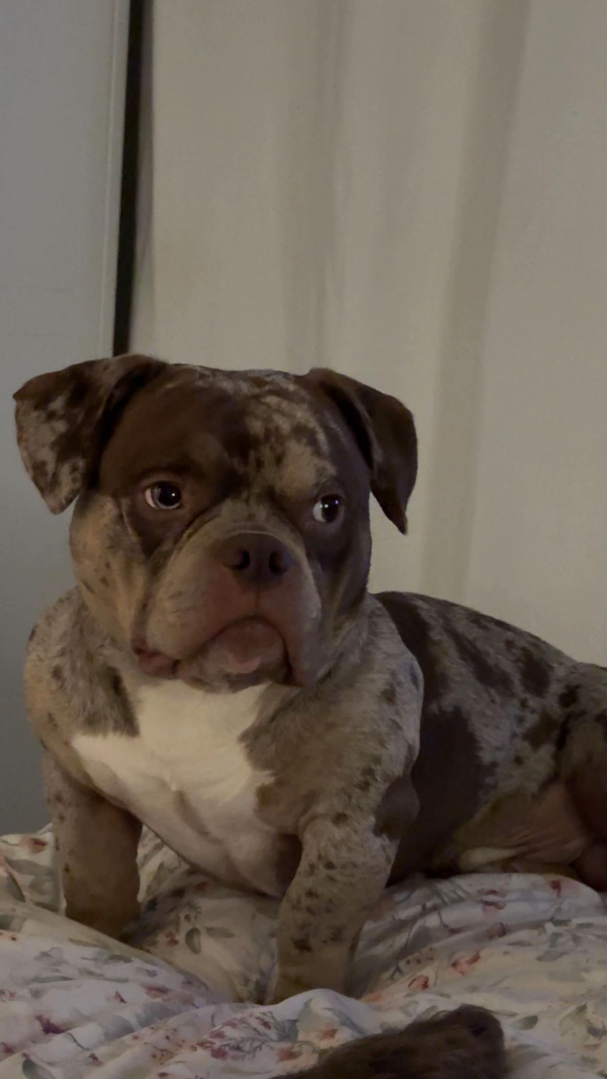 @pablothelittlebullydog