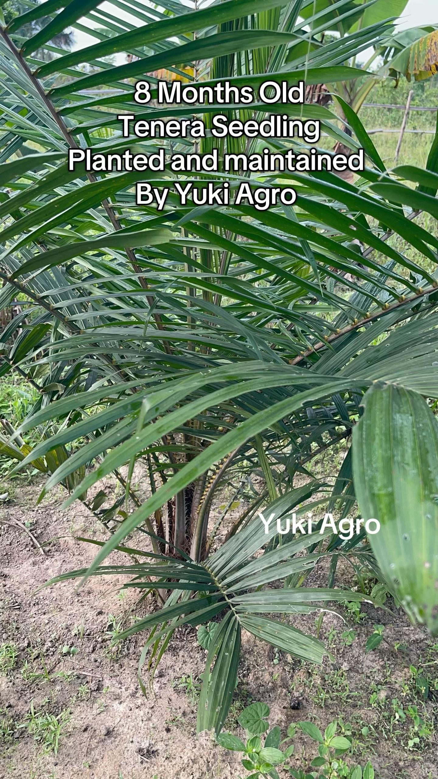 @BabaObaTv @Yuki Agro limited