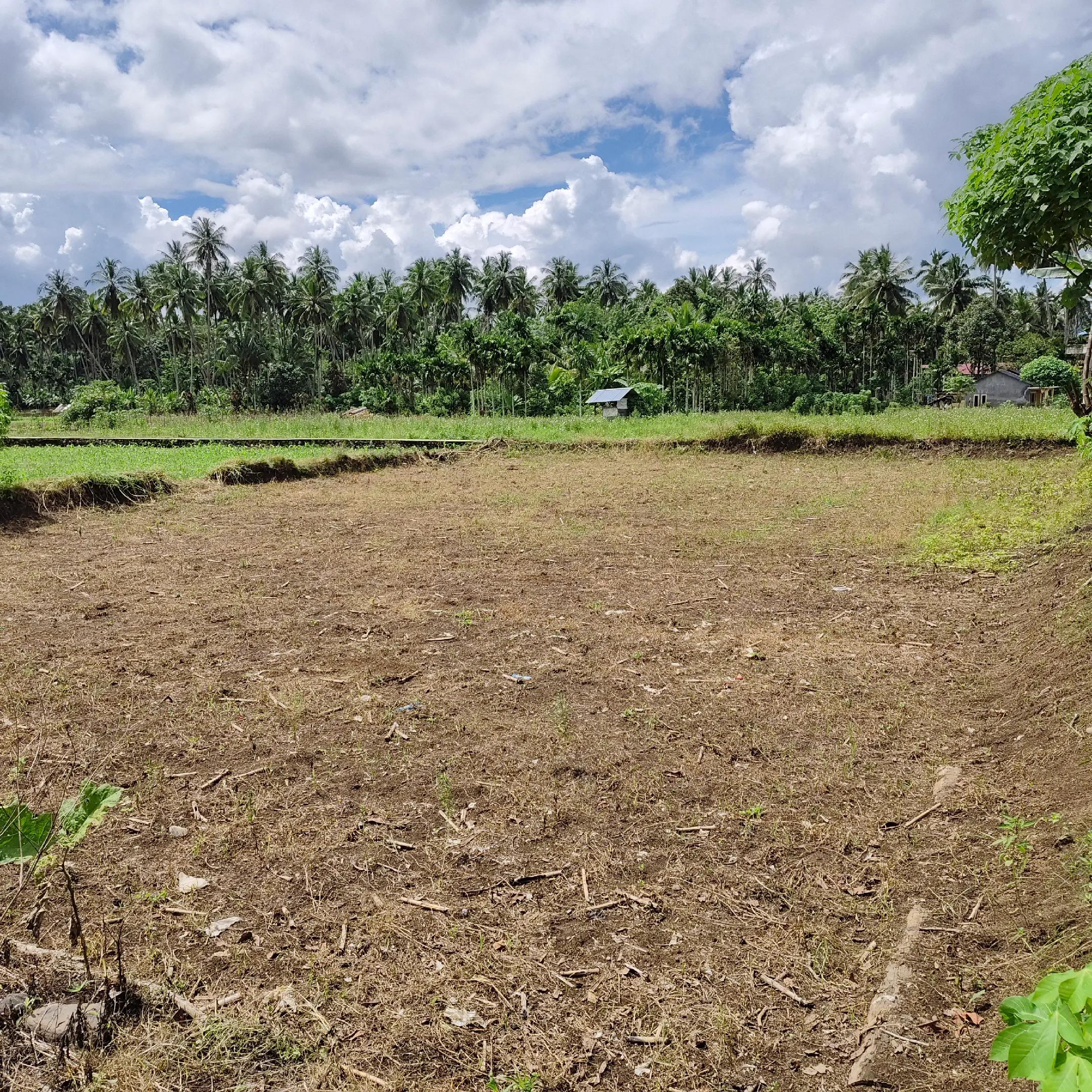 @petani kecil ujung tapsel