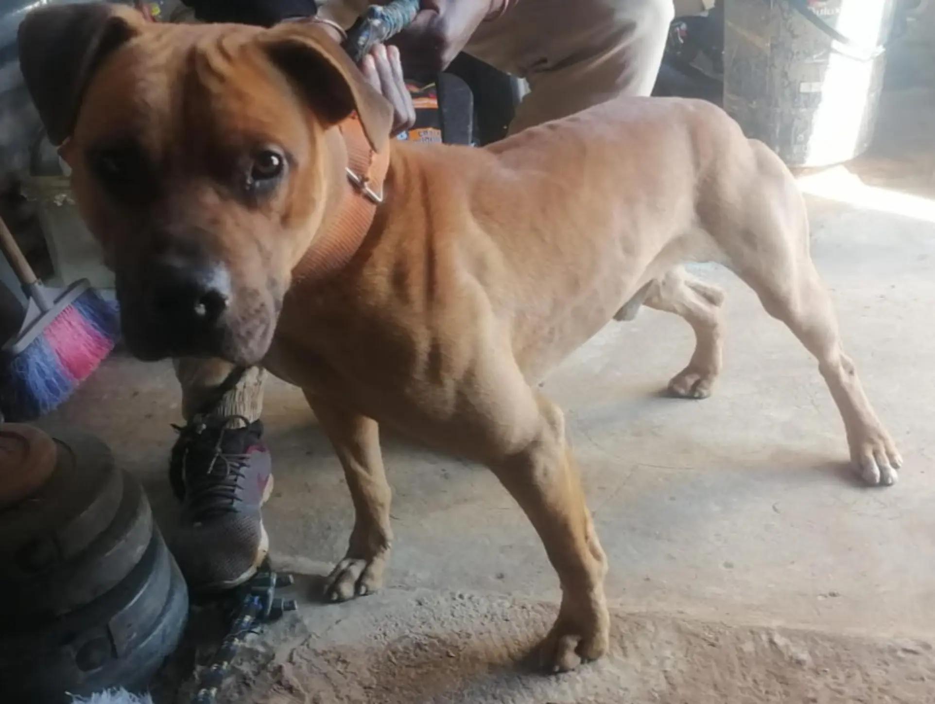 @SAAPBT_GAMEDOGS