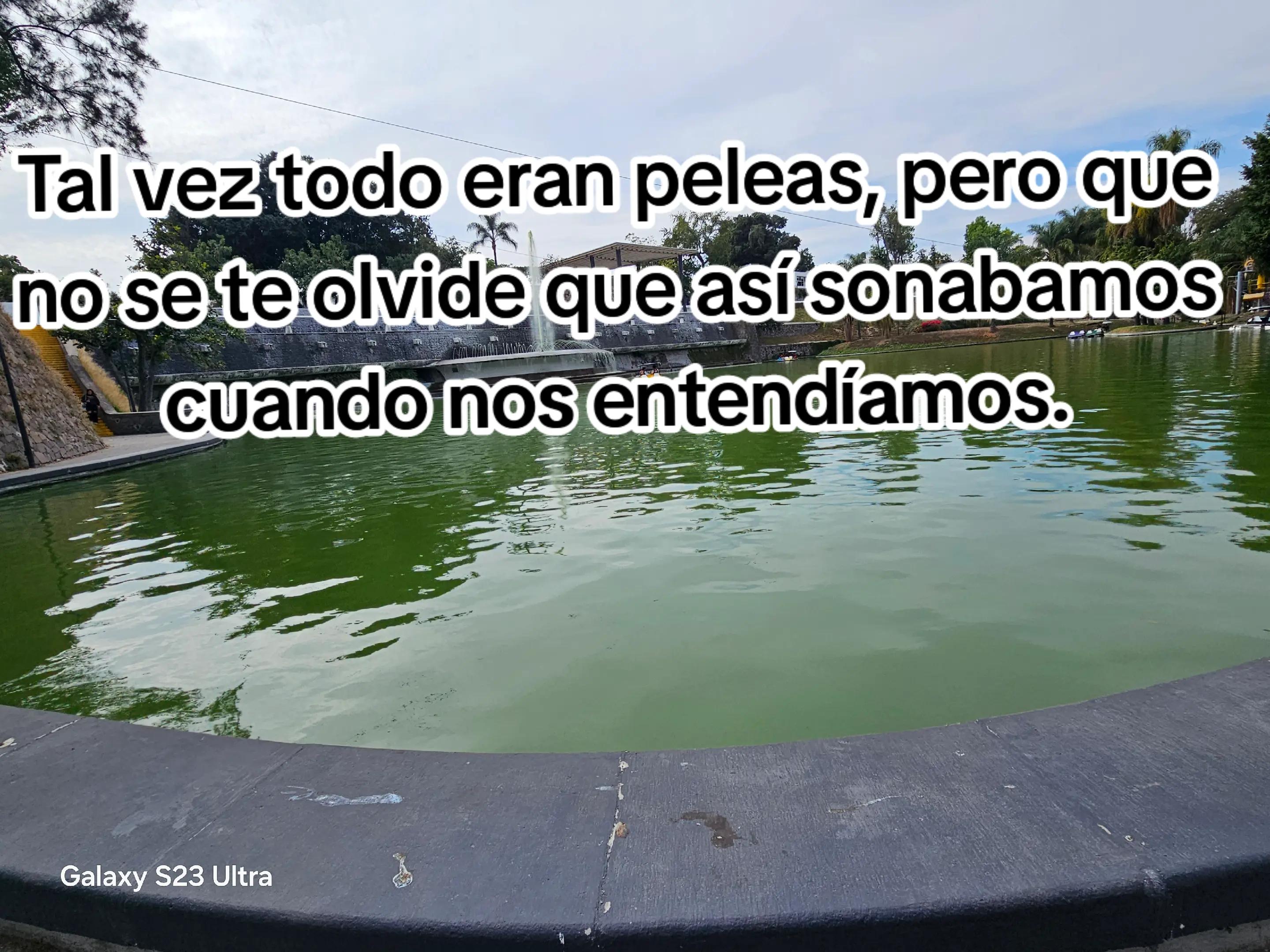 @viri Palomino