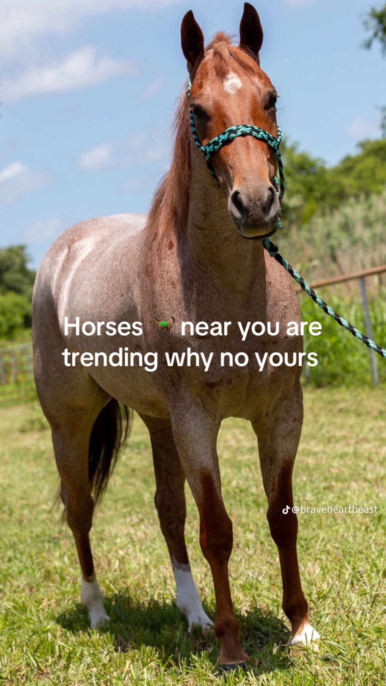 @PERFECT HORSES FOR ADOPTION