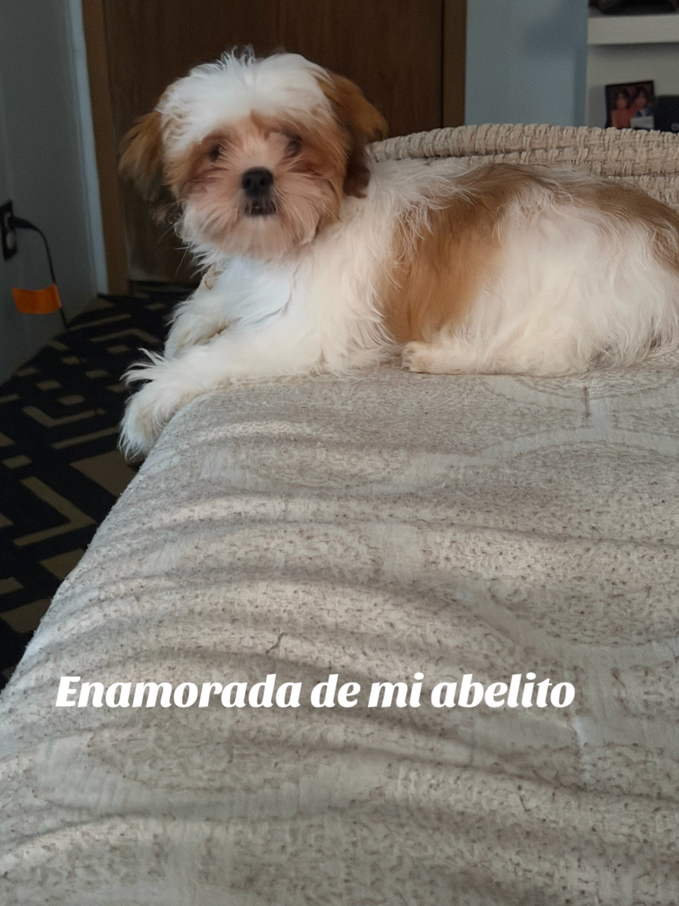 @Crispín_y_mia_shihtzu_puppies.