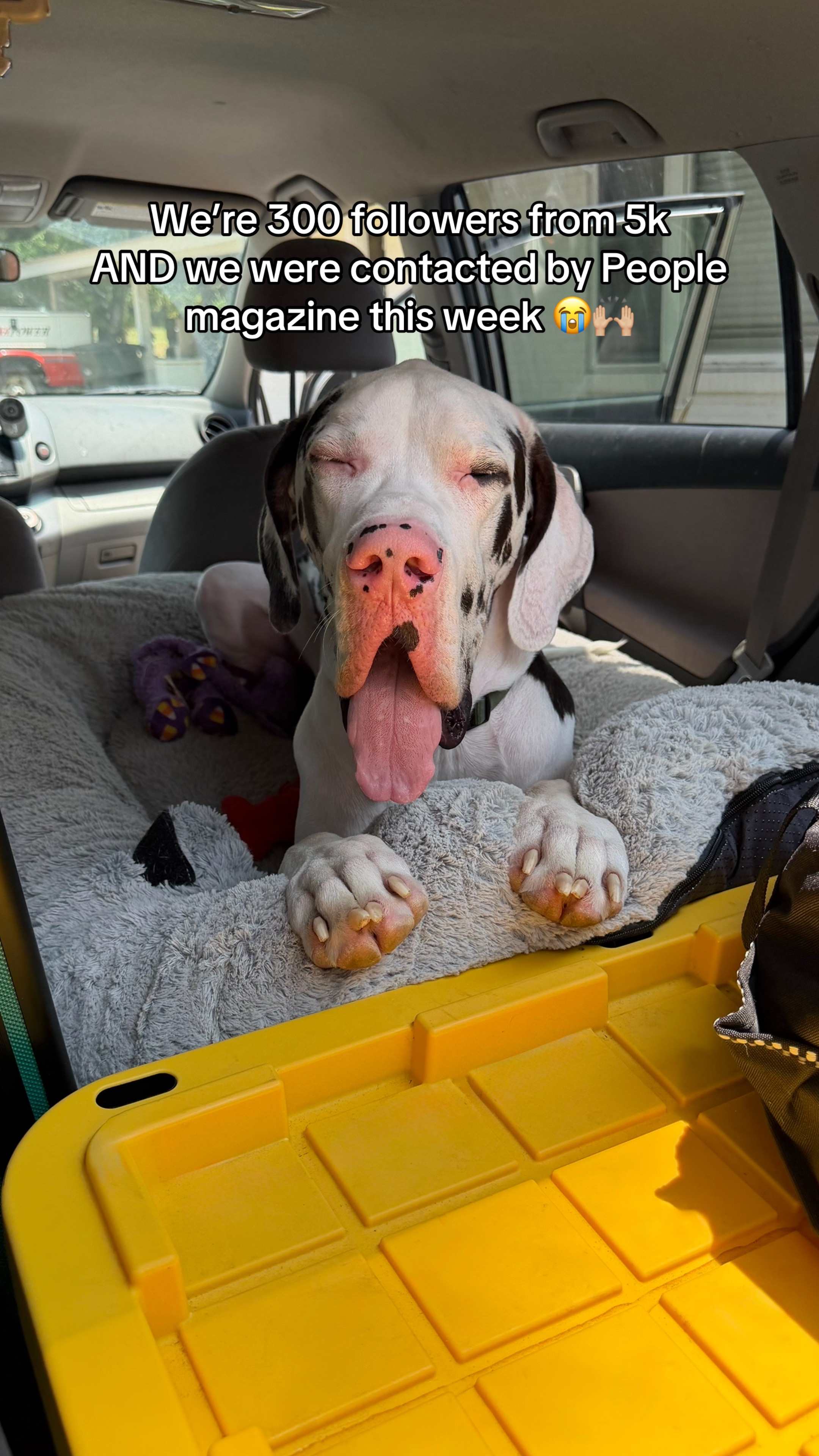 @stonethedane