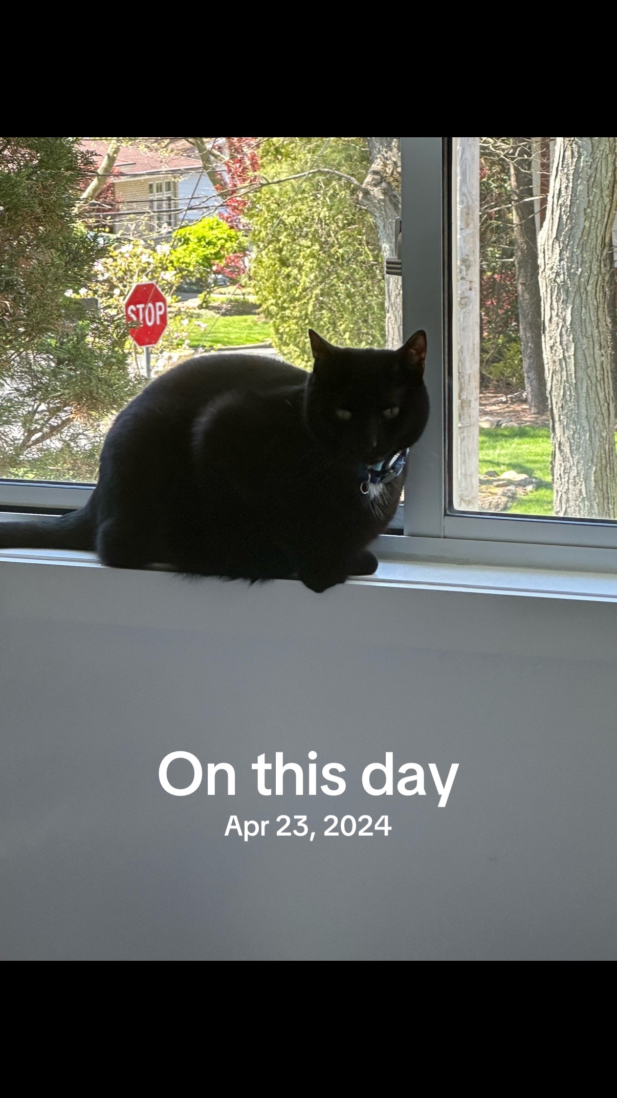 @Oscar&ensp;Jeremy&ensp;the&ensp;cat!